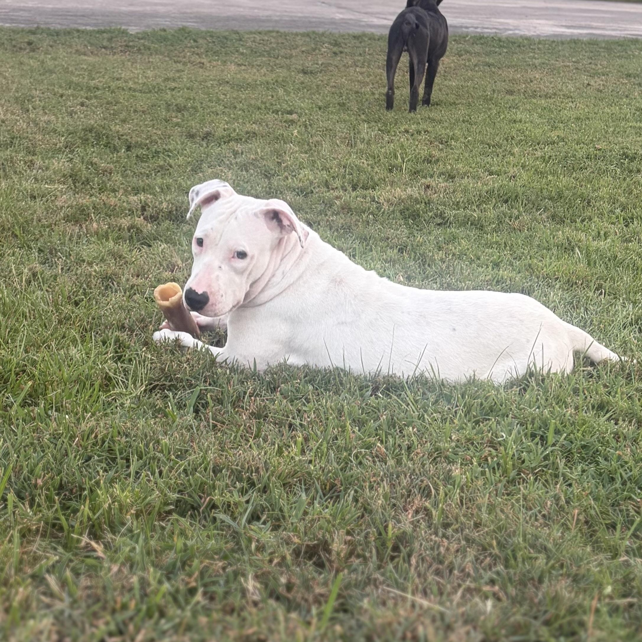 Enlarge Trinity, a Adoptable mixed breed in Portage, WI image 5/6