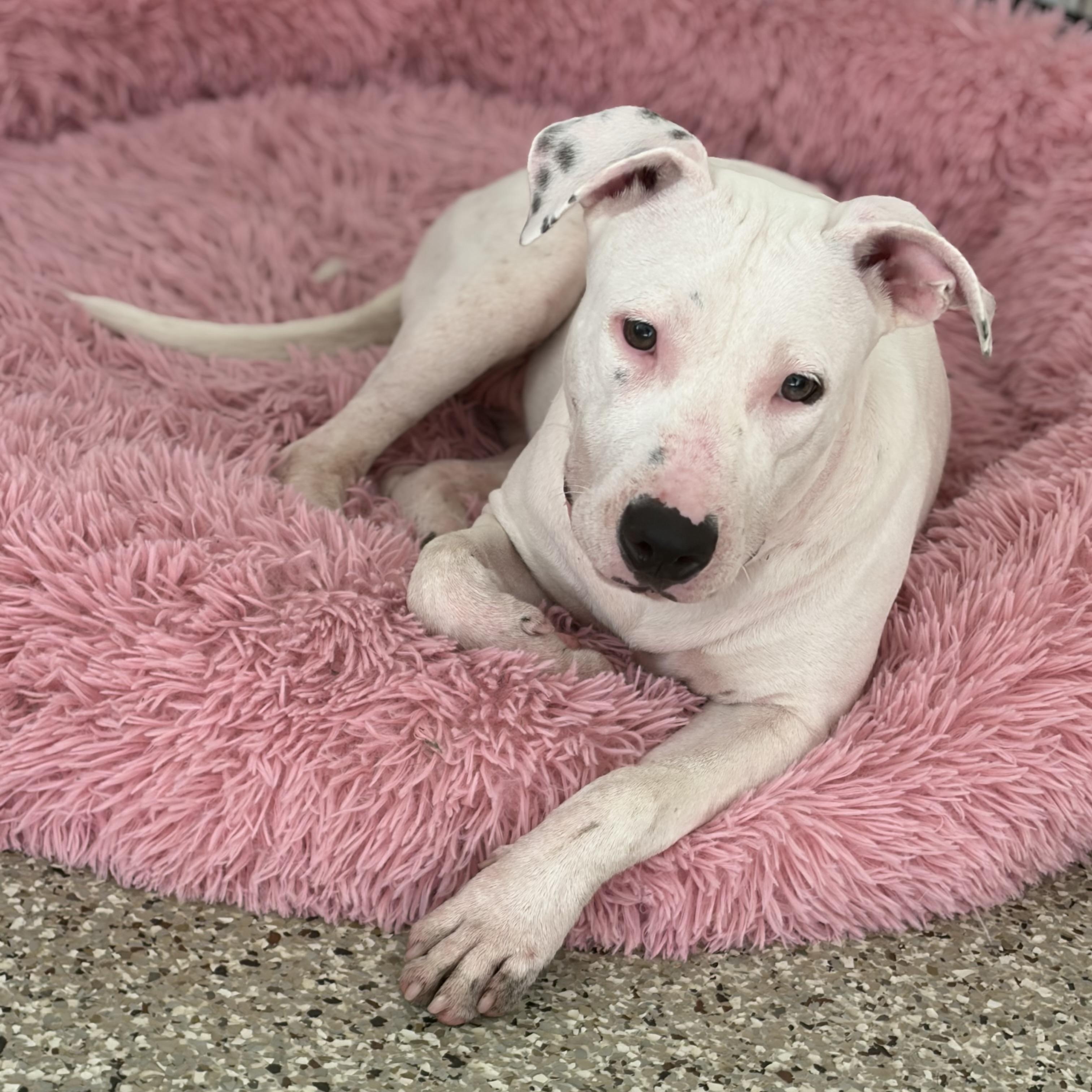 Trinity, Adoptable, Young Female Pit Bull Terrier & Mixed Breed.