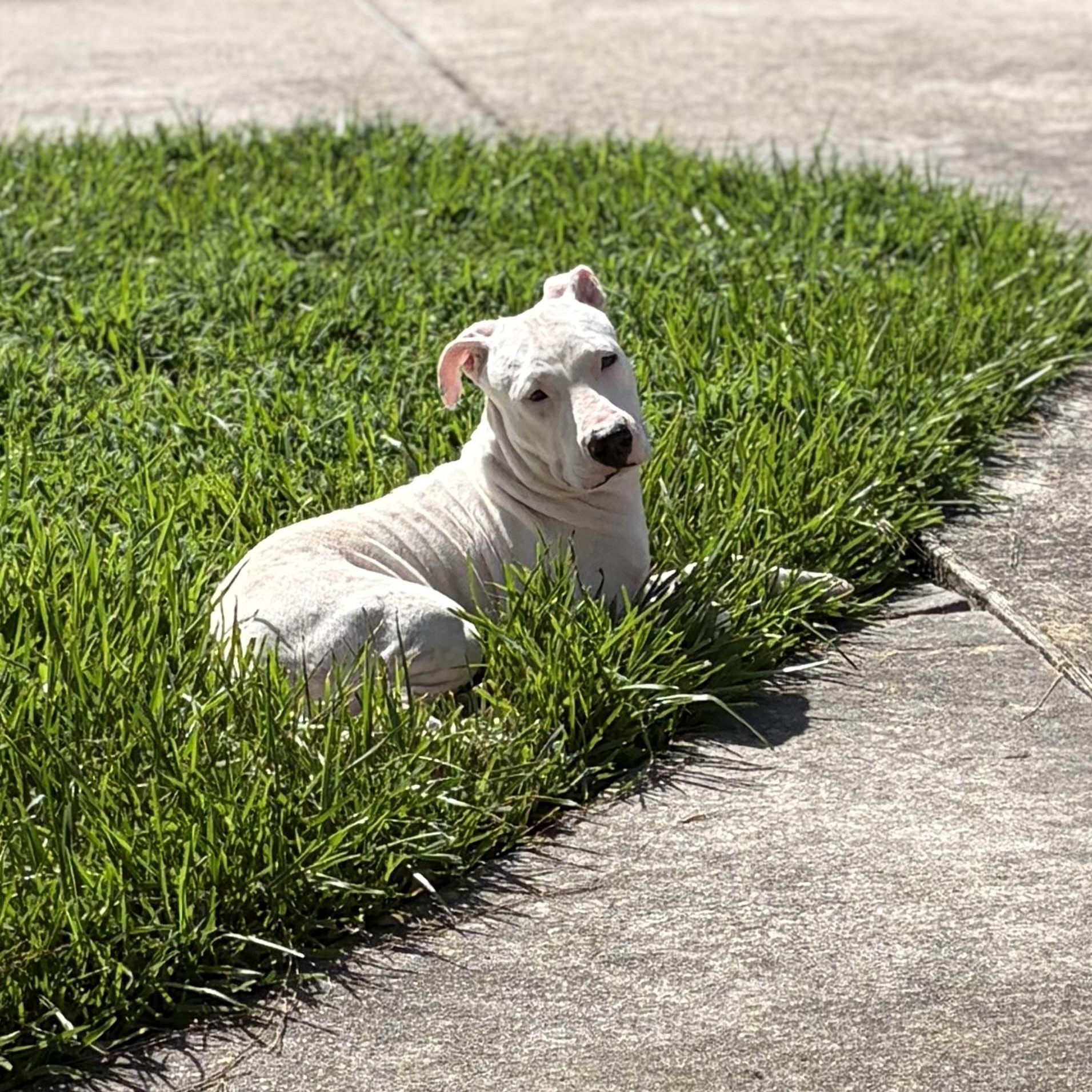 Enlarge Trinity, a Adoptable mixed breed in Portage, WI image 2/6