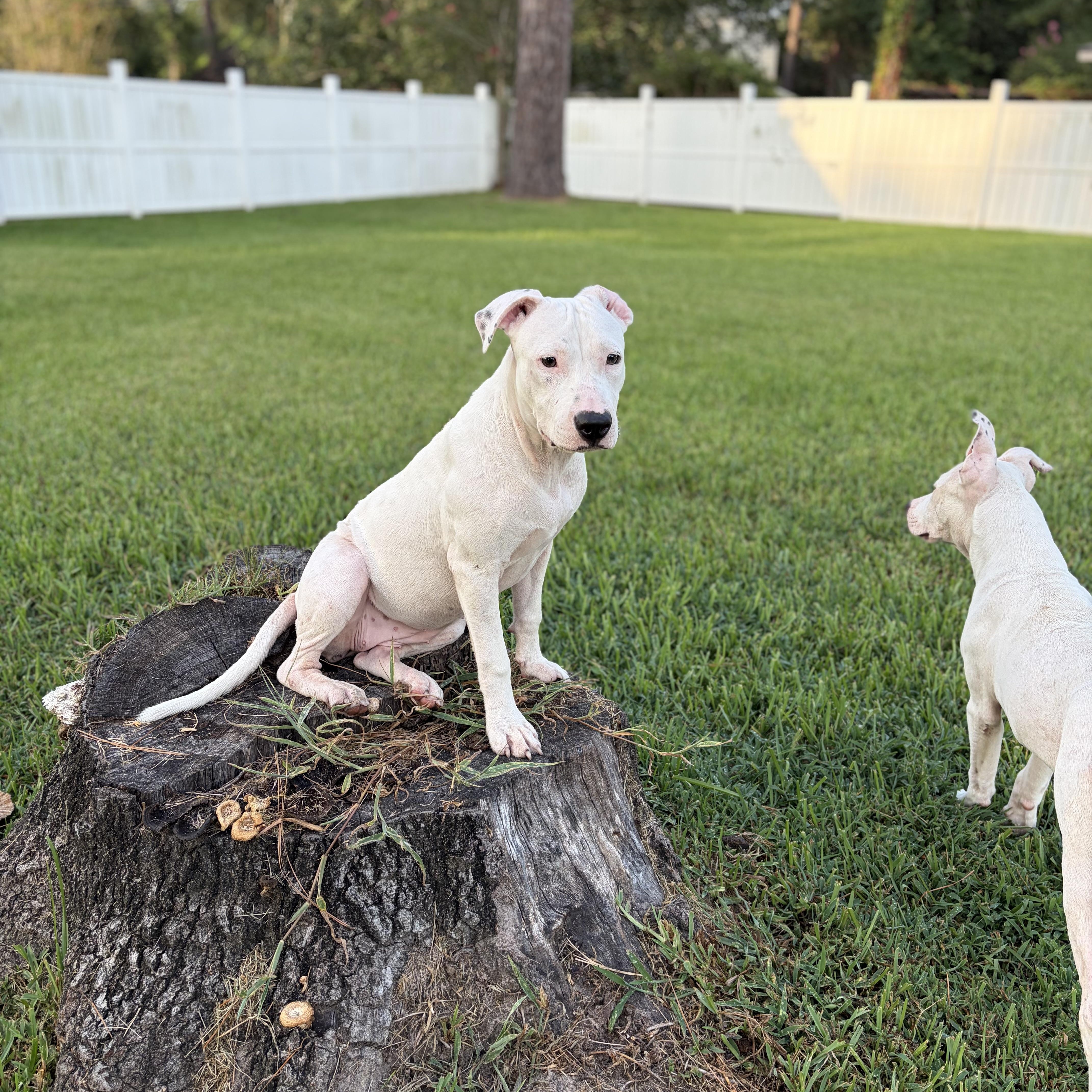 Enlarge Trinity, a Adoptable mixed breed in Portage, WI image 3/6