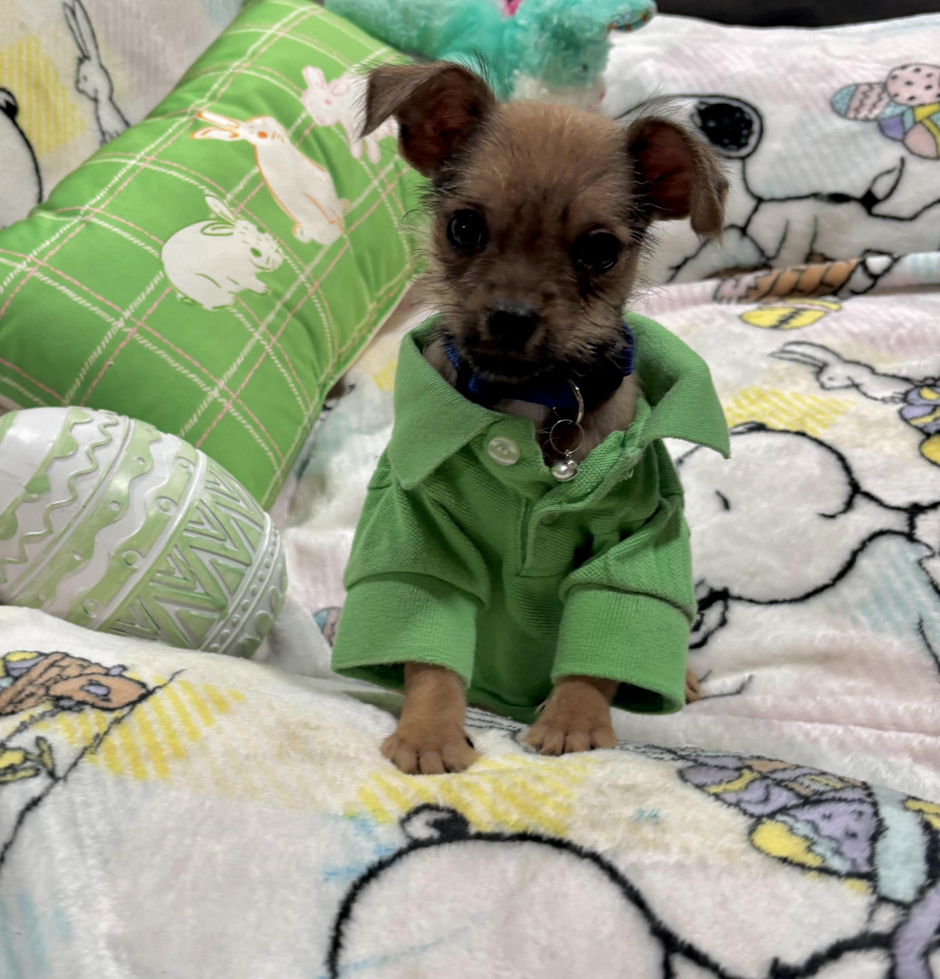 Enlarge Yoshi, a ADOPTABLE mixed breed in Foster, OR image 6/6