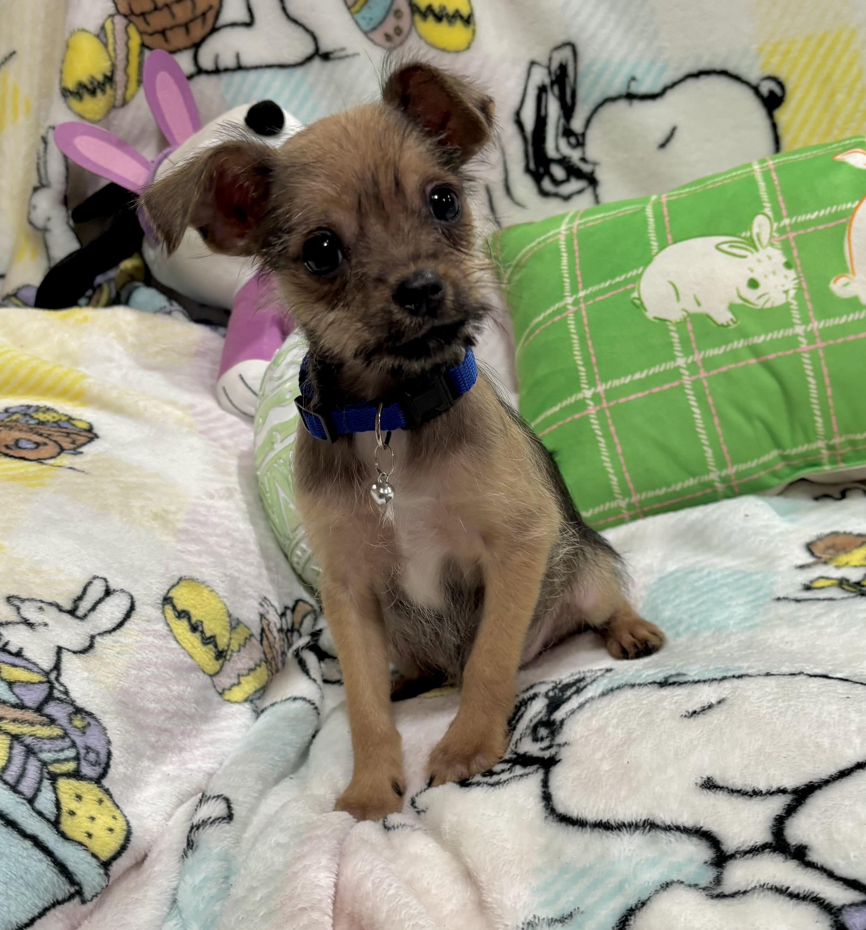 Enlarge Yoshi, a ADOPTABLE mixed breed in Foster, OR image 4/6