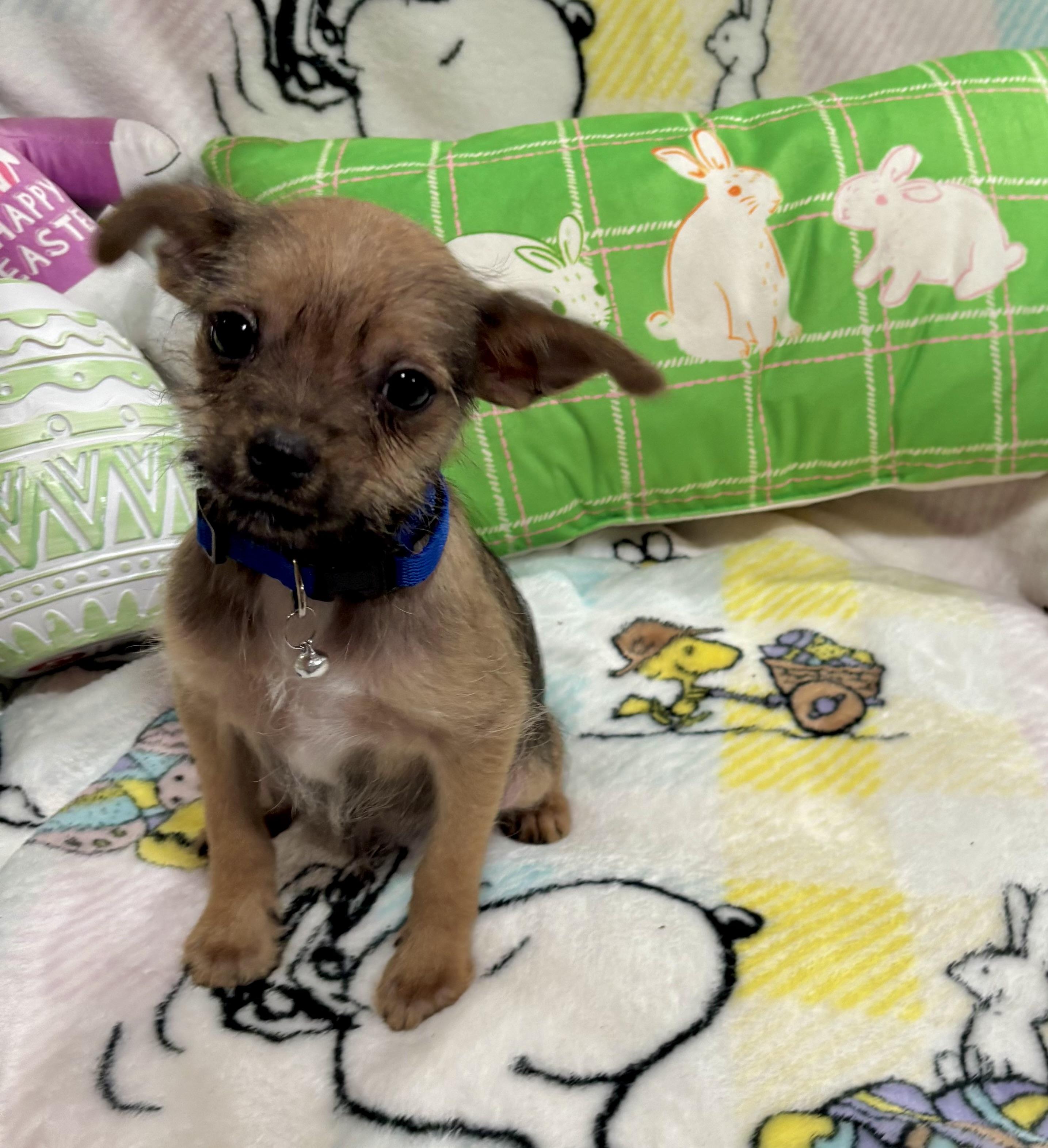 Enlarge Yoshi, a ADOPTABLE mixed breed in Foster, OR image 2/6