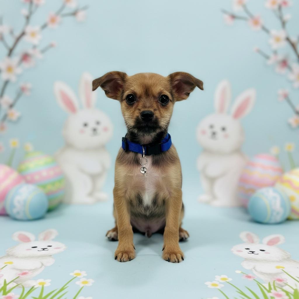 Yoshi, ADOPTABLE, Puppy Male Terrier & Chihuahua.