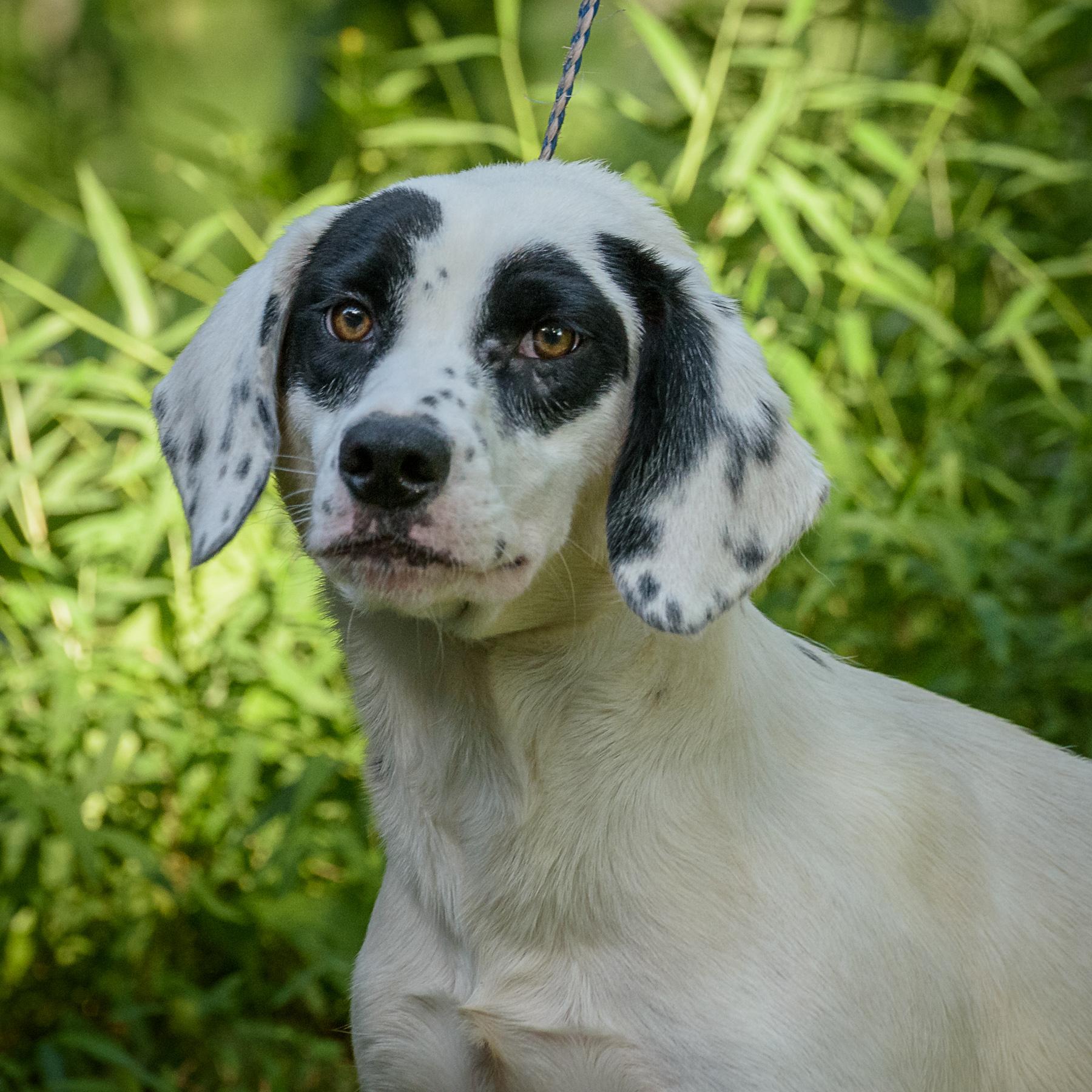 Nova