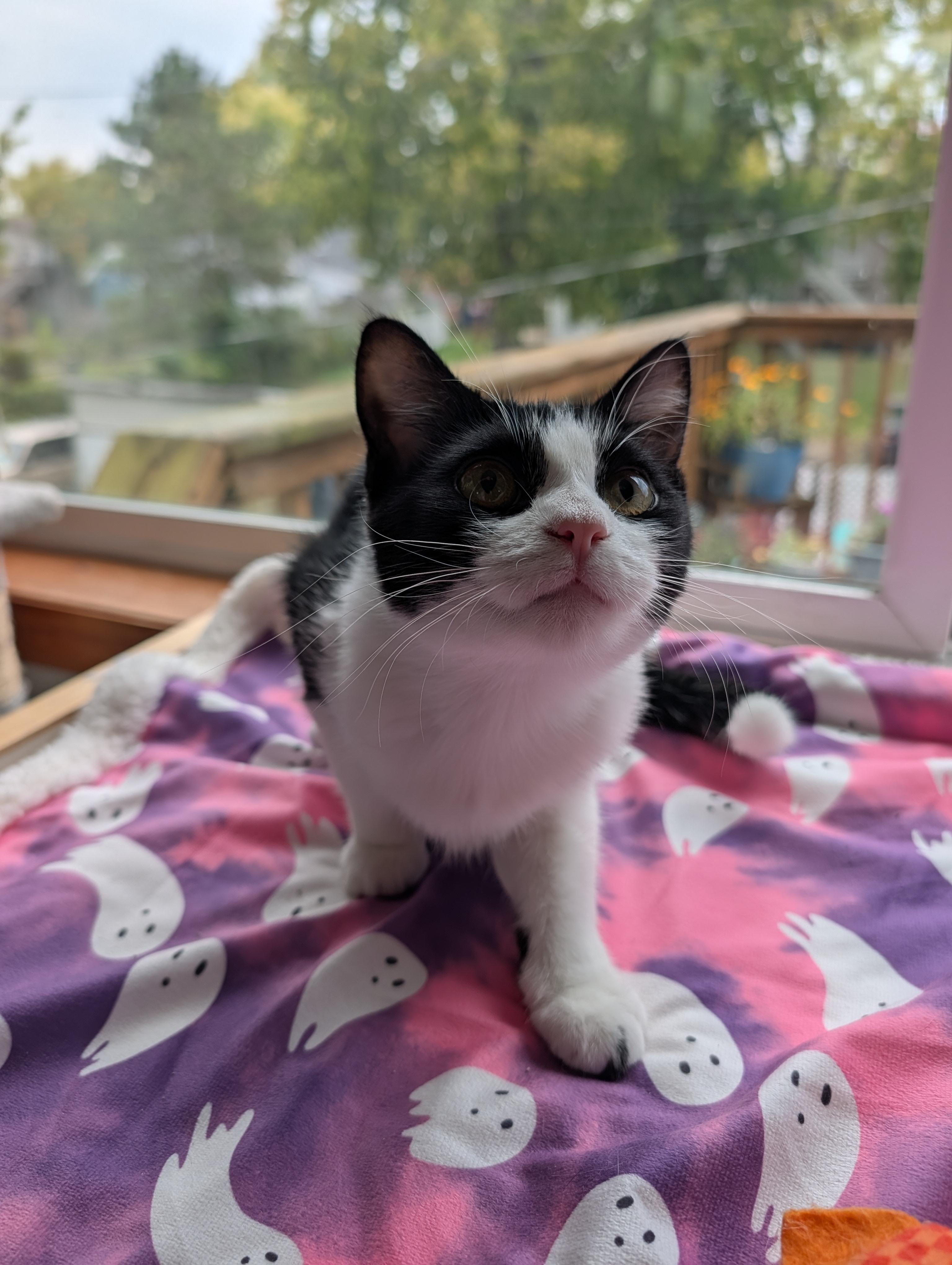 Indie, a Adoptable Domestic Short Hair in Onalaska, WI image 5/6