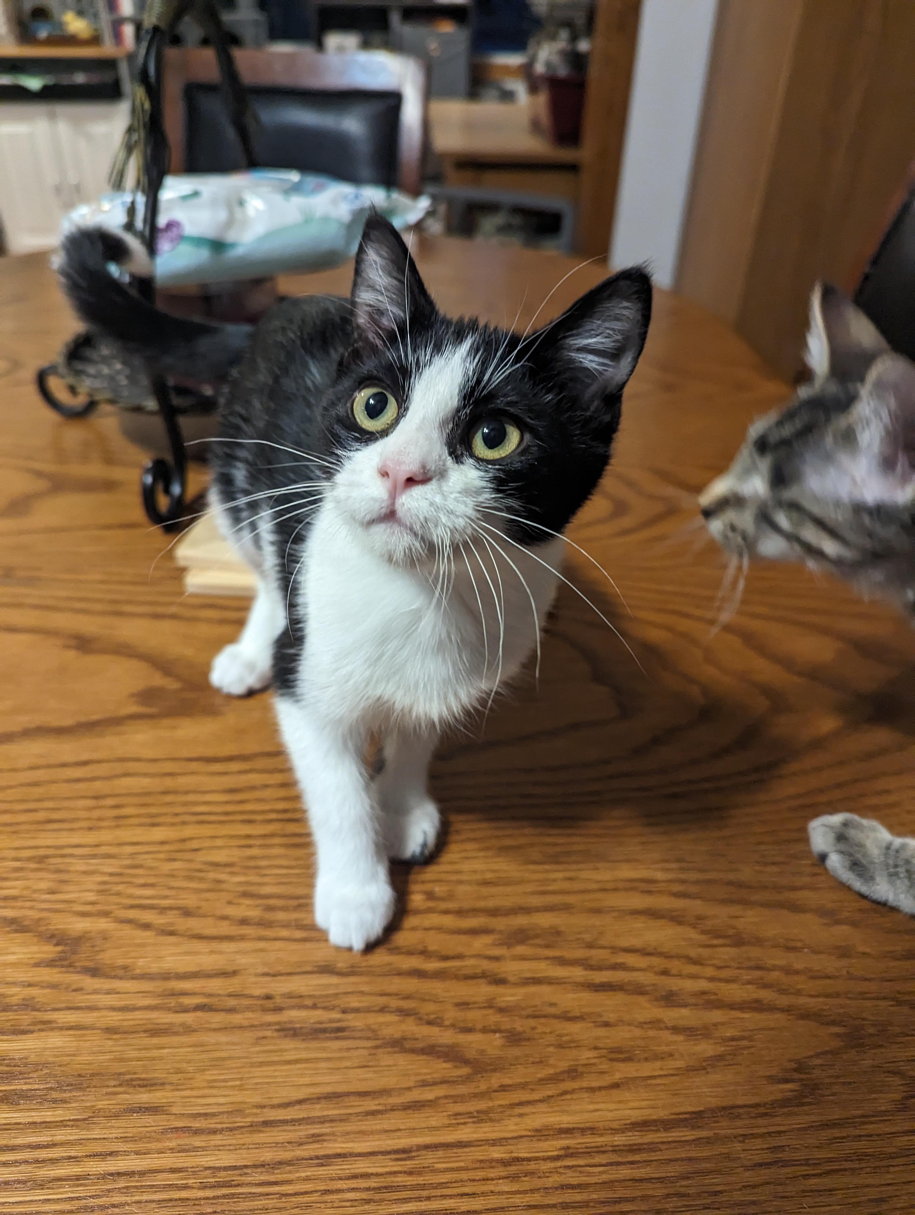 Indie, a Adoptable Domestic Short Hair in Onalaska, WI image 3/6