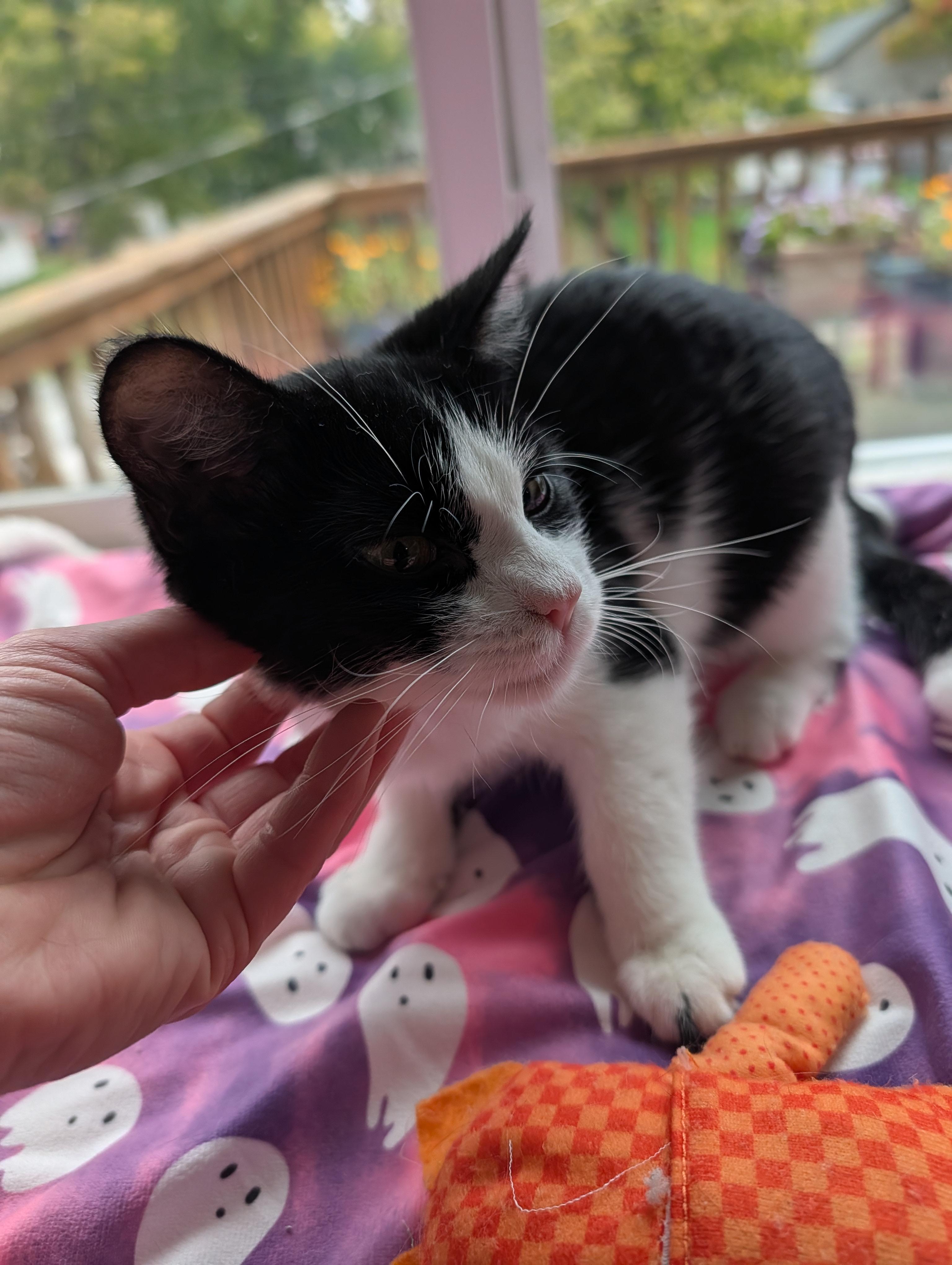 Indie, a Adoptable Domestic Short Hair in Onalaska, WI image 4/6