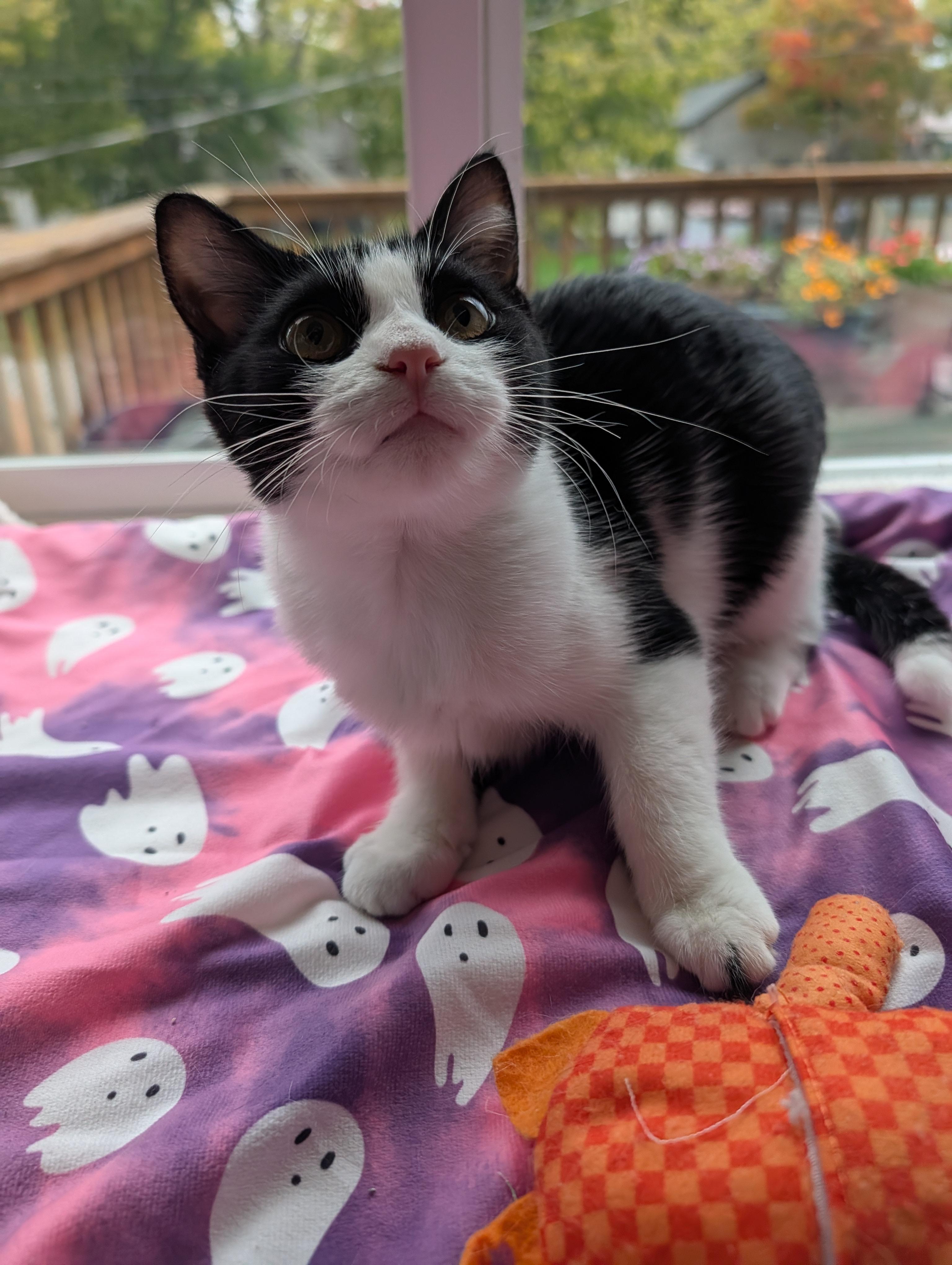 Indie, a Adoptable Domestic Short Hair in Onalaska, WI image 6/6