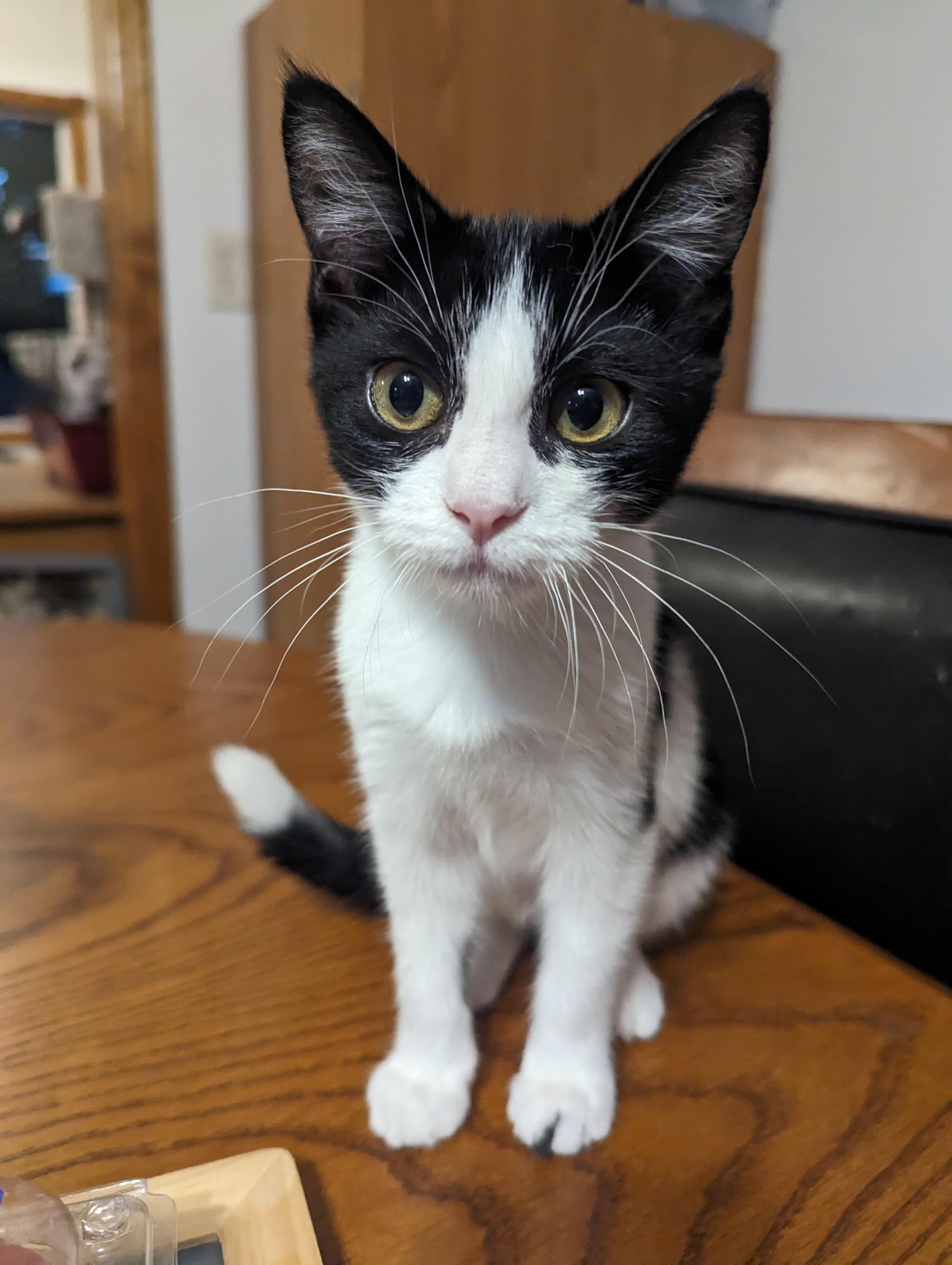 Indie, Adoptable, Kitten Female Domestic Short Hair.