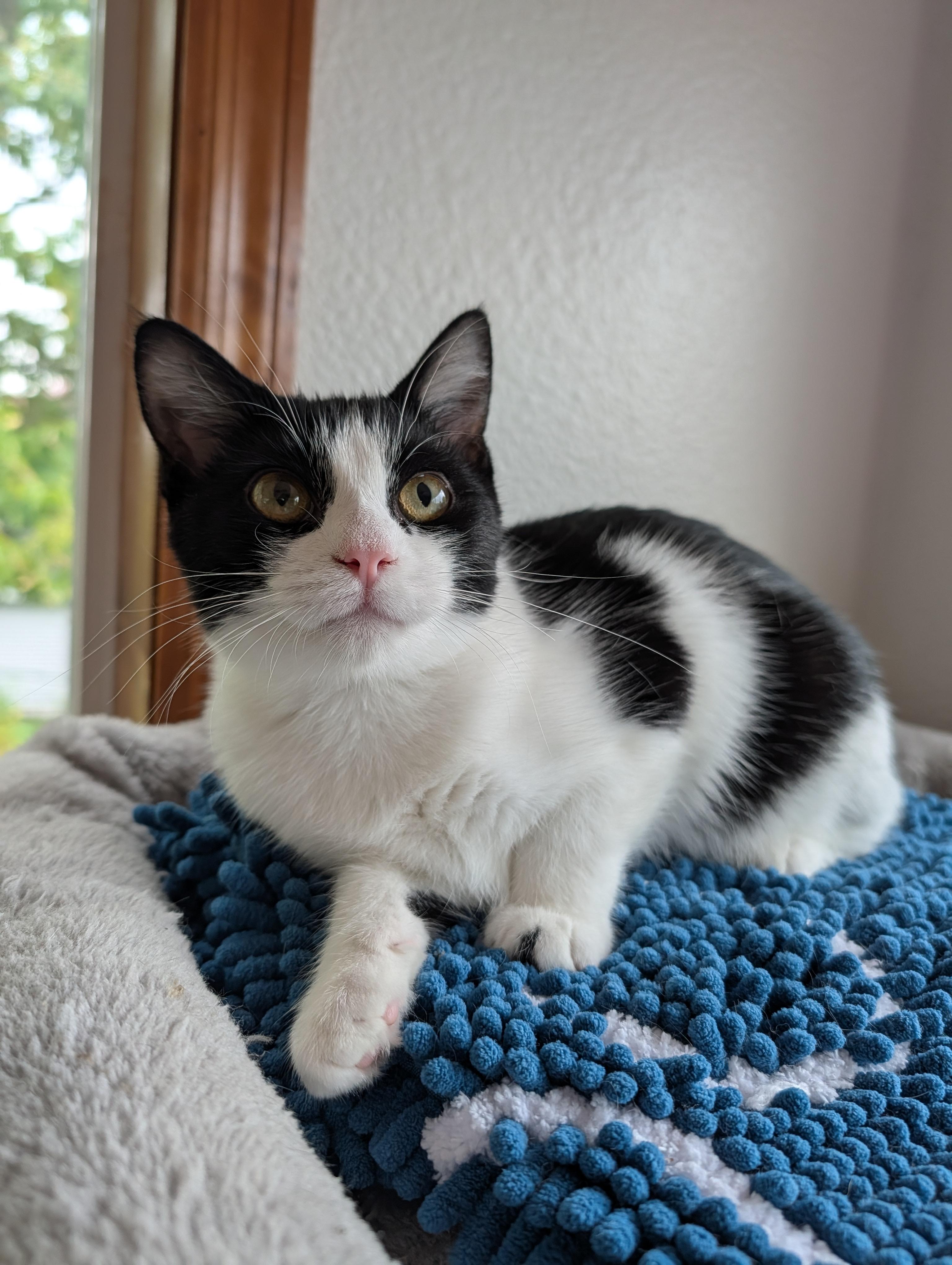 Indie, a Adoptable Domestic Short Hair in Onalaska, WI image 1/6