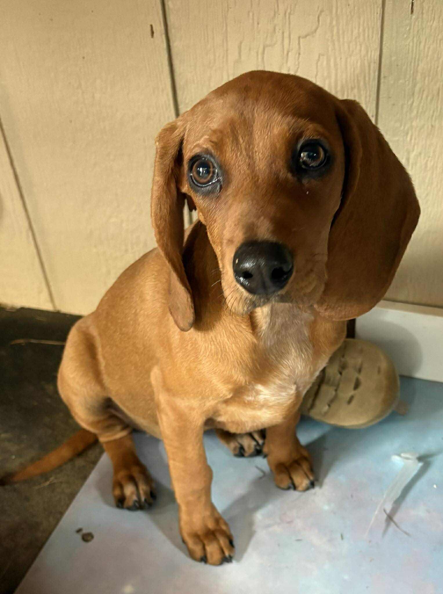 Gemma
