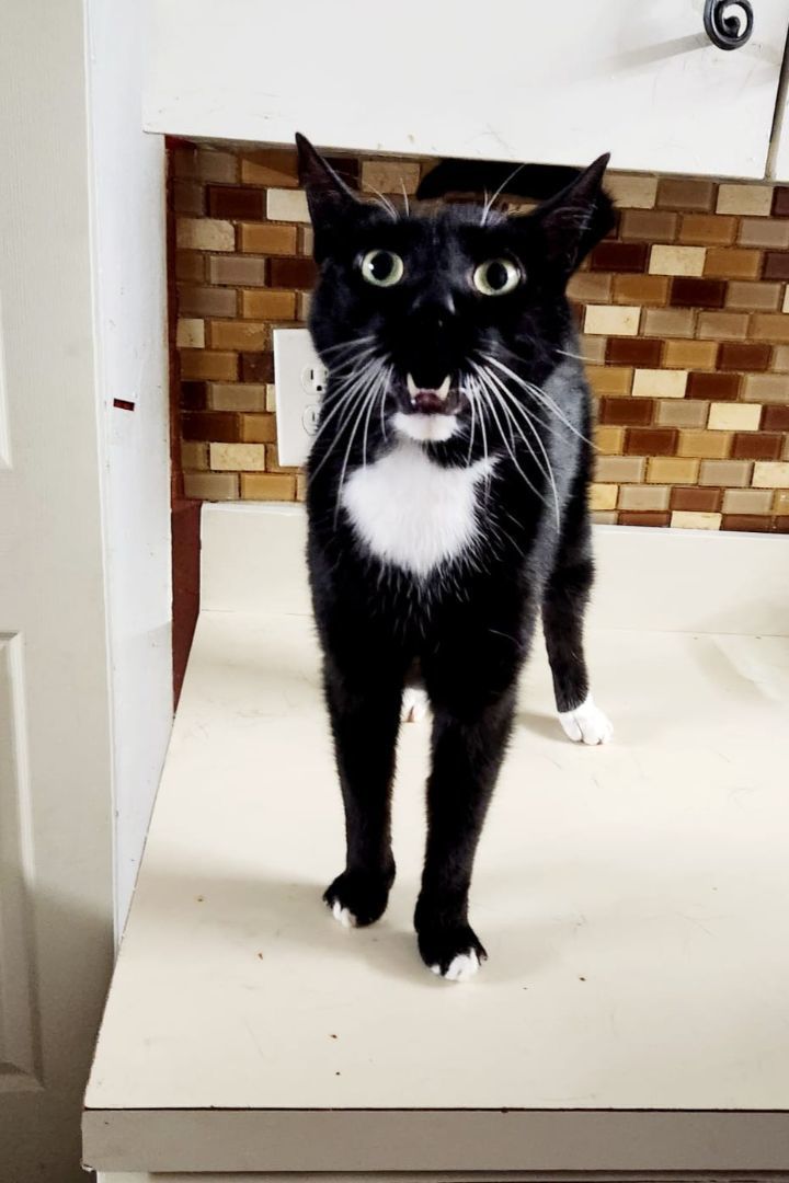 Billy, Adopted, Senior Male Tuxedo.