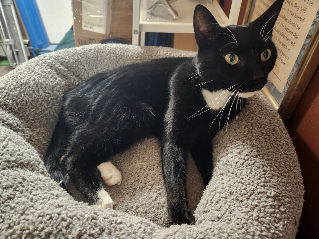 Enlarge Billy, a Adopted Tuxedo in North Bergen, NJ image 2/6