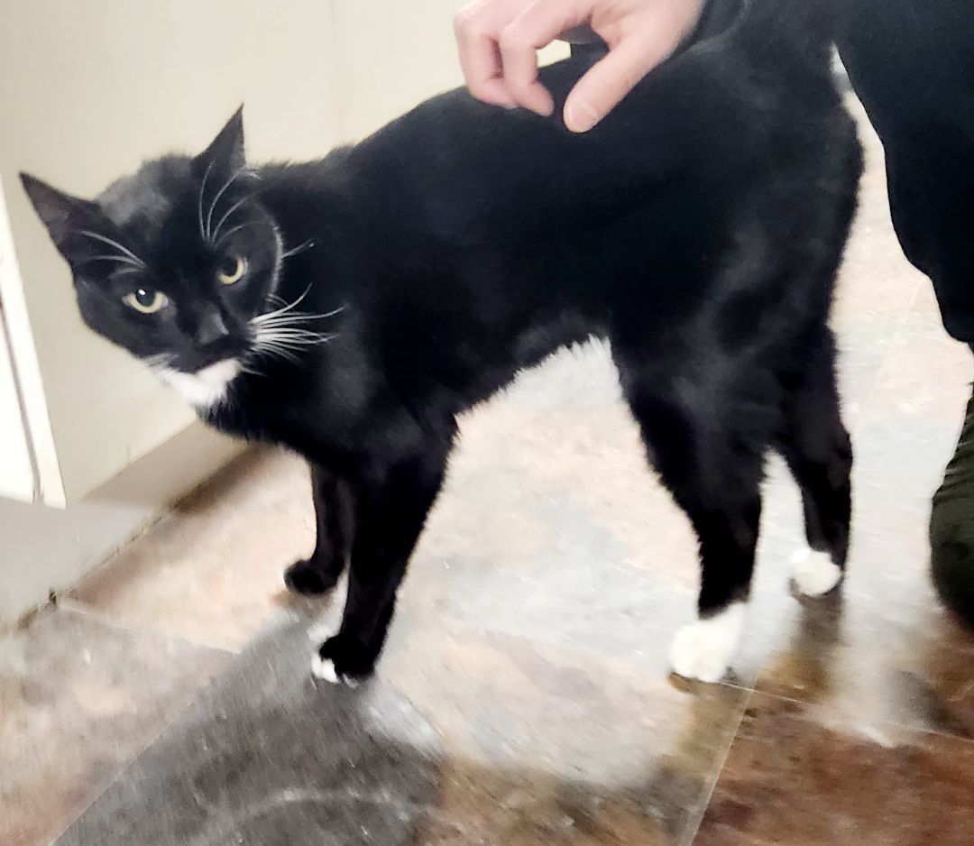 Enlarge Billy, a Adopted Tuxedo in North Bergen, NJ image 4/6