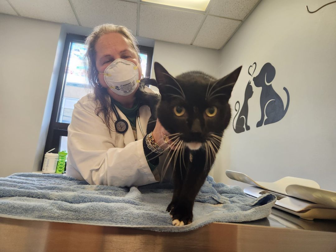 Enlarge Billy, a Adopted Tuxedo in North Bergen, NJ image 5/6