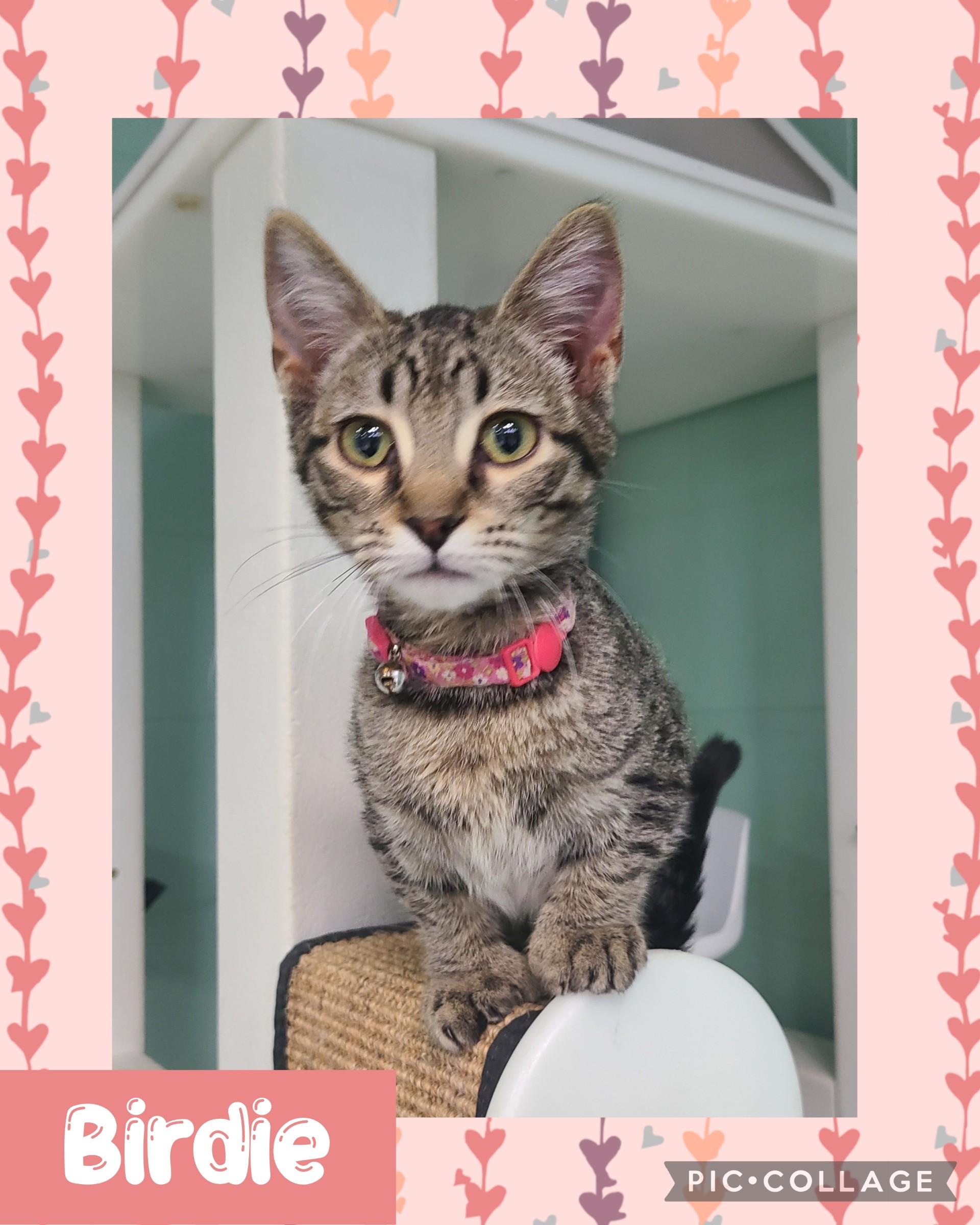 Birdie, ADOPTABLE, Adult Female Munchkin & Bengal.