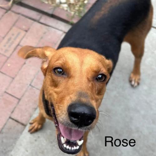 Rose, Adoptable, Young Female Hound & Mixed Breed.