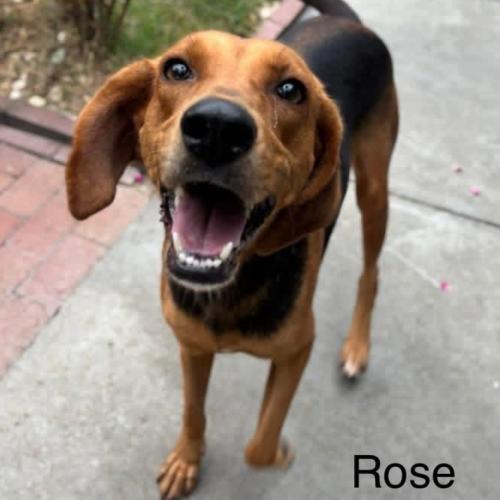 Enlarge Rose, a Adoptable mixed breed in Washington, DC image 4/4