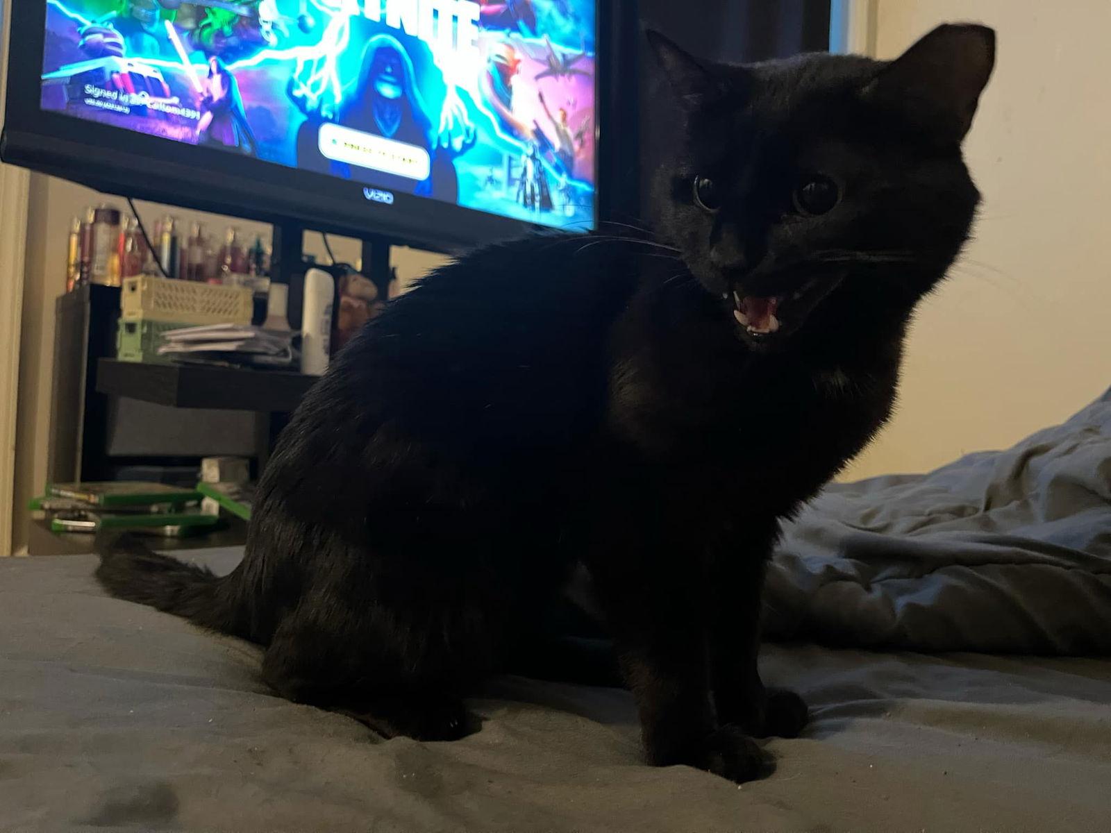 *Mr Bean, Adoptable, Adult Male Domestic Short Hair.