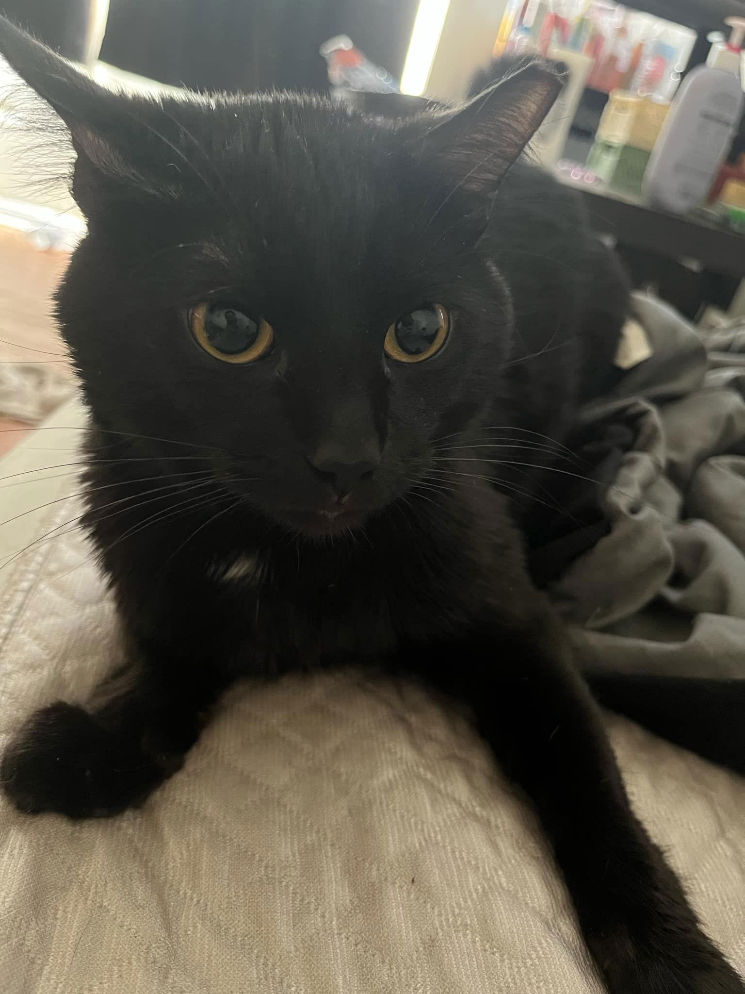 Enlarge *Mr Bean, a Adoptable Domestic Short Hair in Forest, VA image 2/3