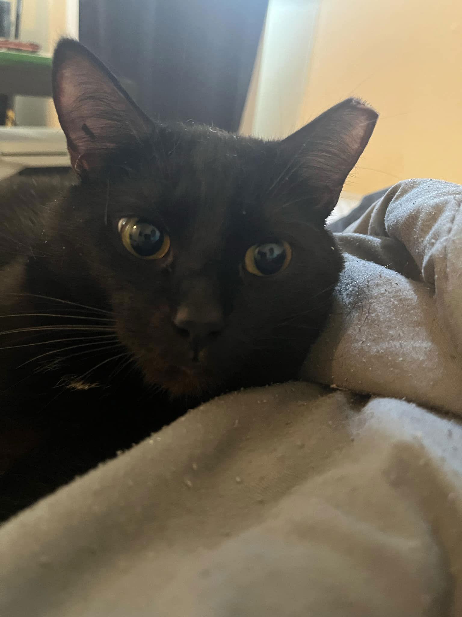 Enlarge *Mr Bean, a Adoptable Domestic Short Hair in Forest, VA image 3/3