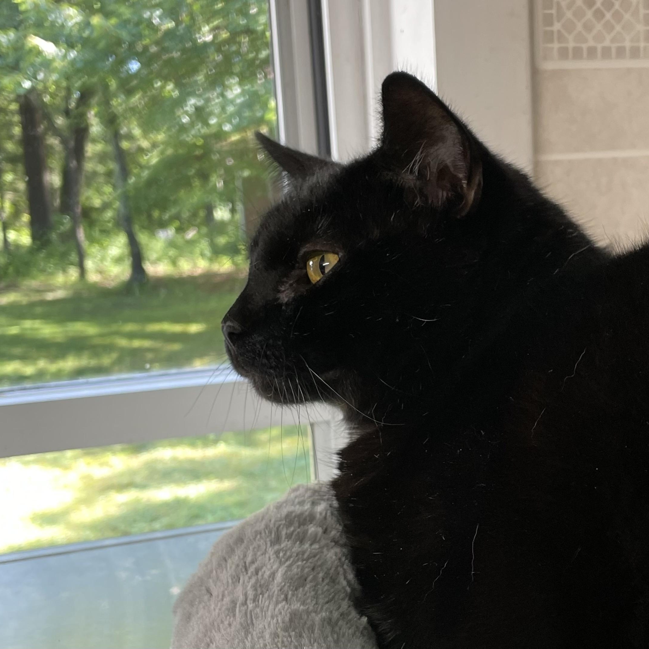 Percy, ADOPTABLE, Adult Male American Shorthair.