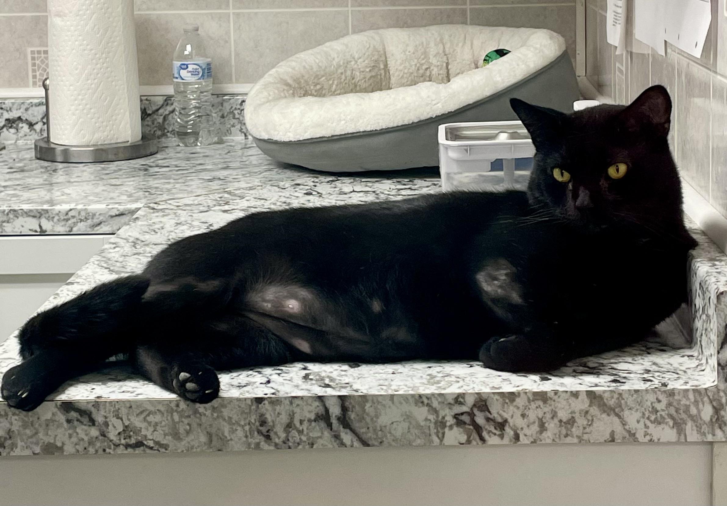 Enlarge Percy, a Adoptable American Shorthair in North Kingstown, RI image 3/6