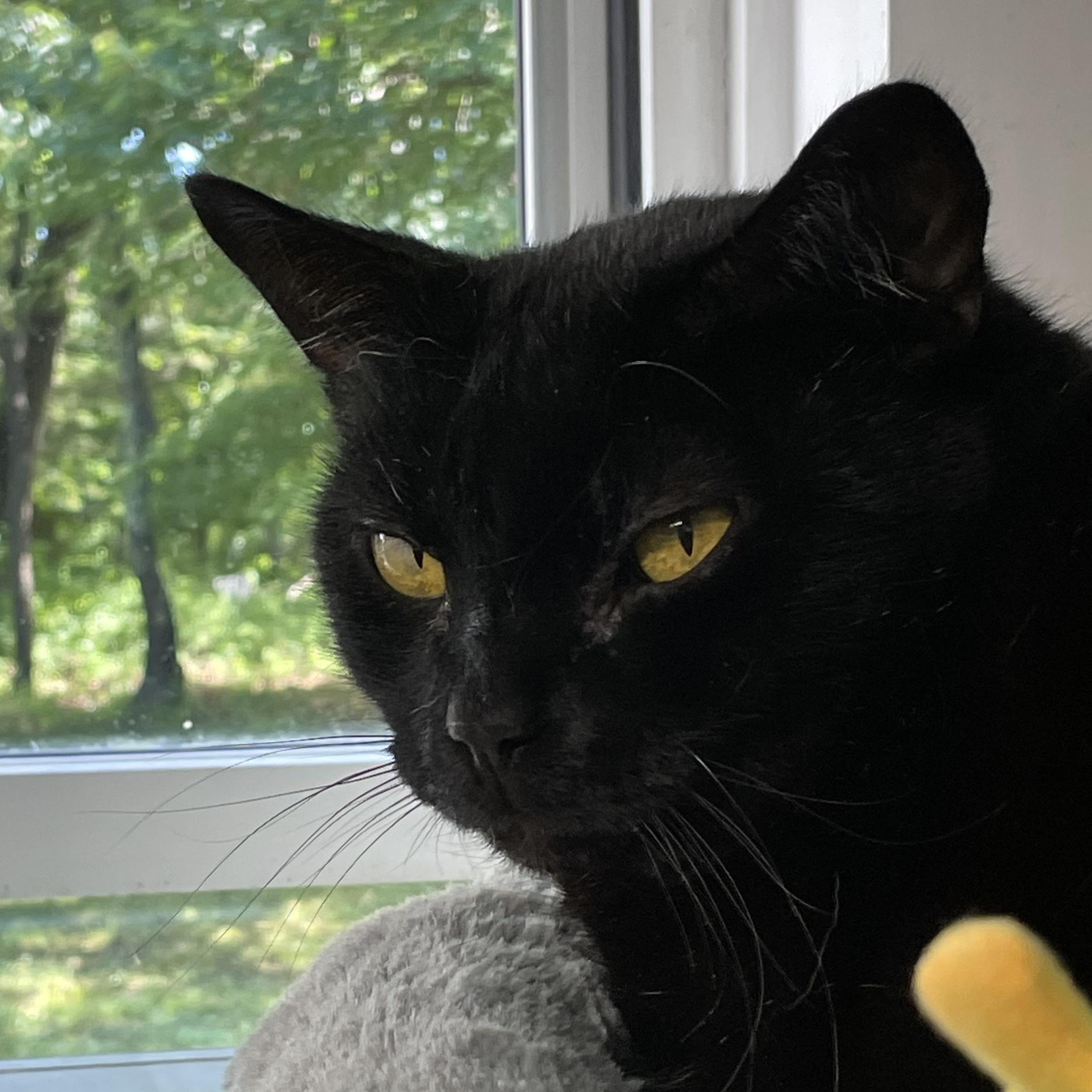 Percy, a ADOPTABLE American Shorthair in North Kingstown, RI image 5/5