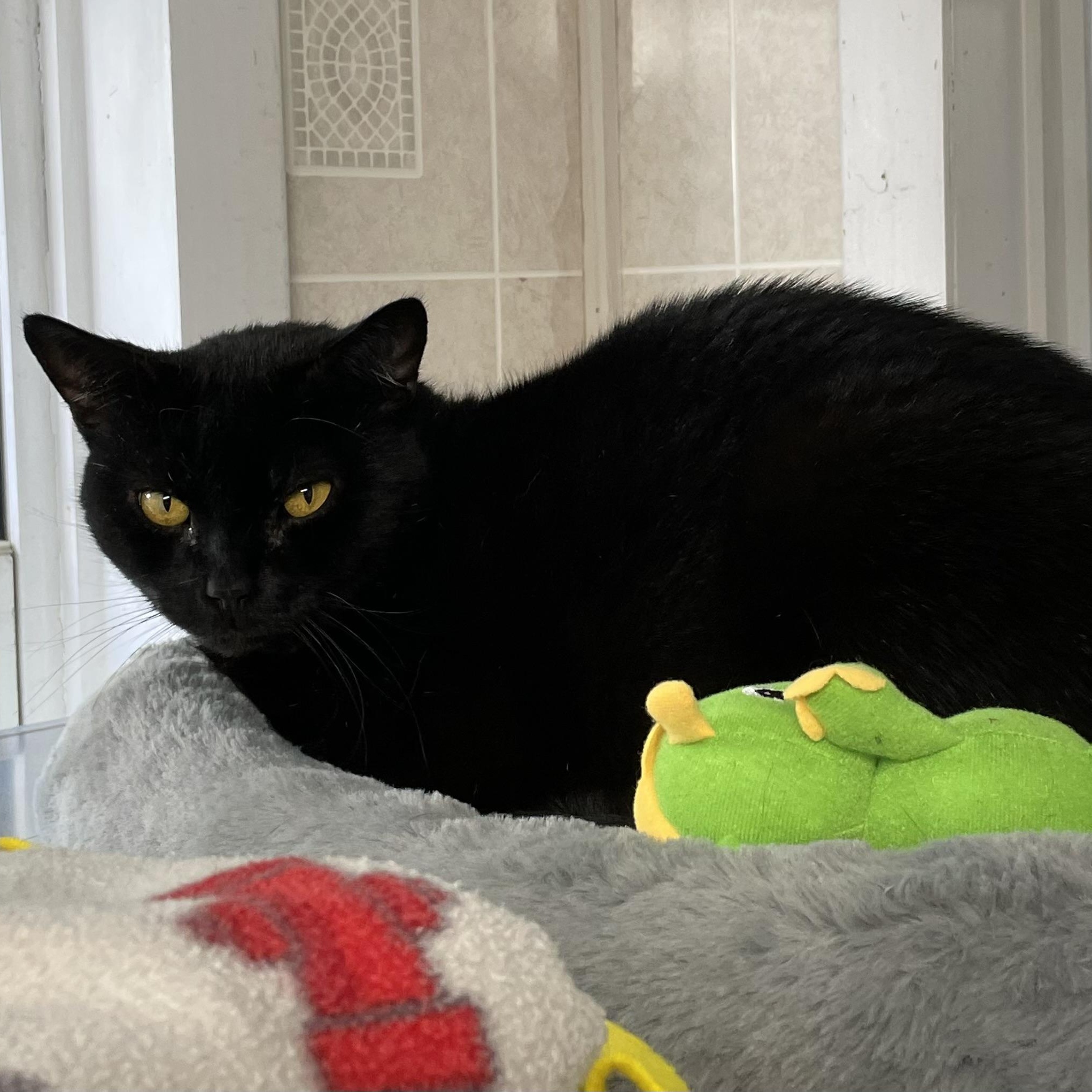 Percy, a ADOPTABLE American Shorthair in North Kingstown, RI image 4/5