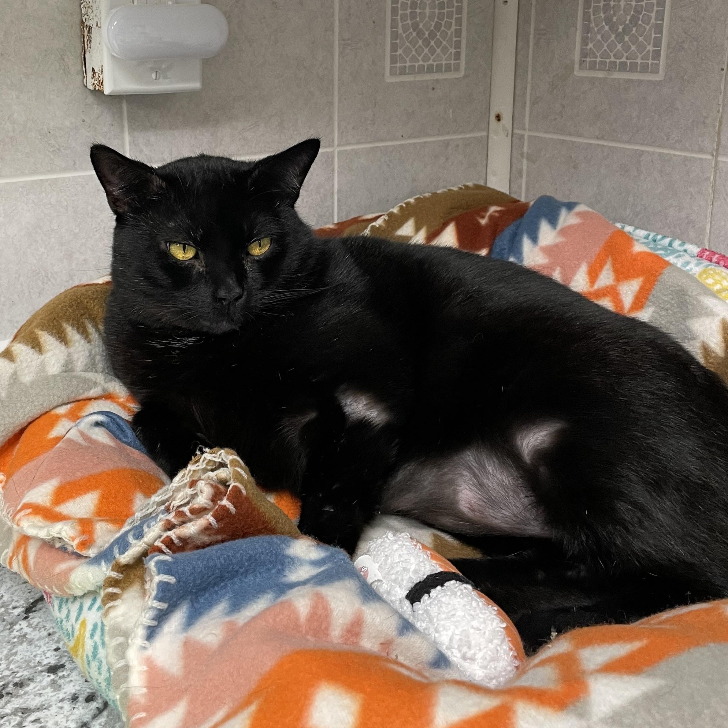 Percy, Adoptable, Adult Male American Shorthair.