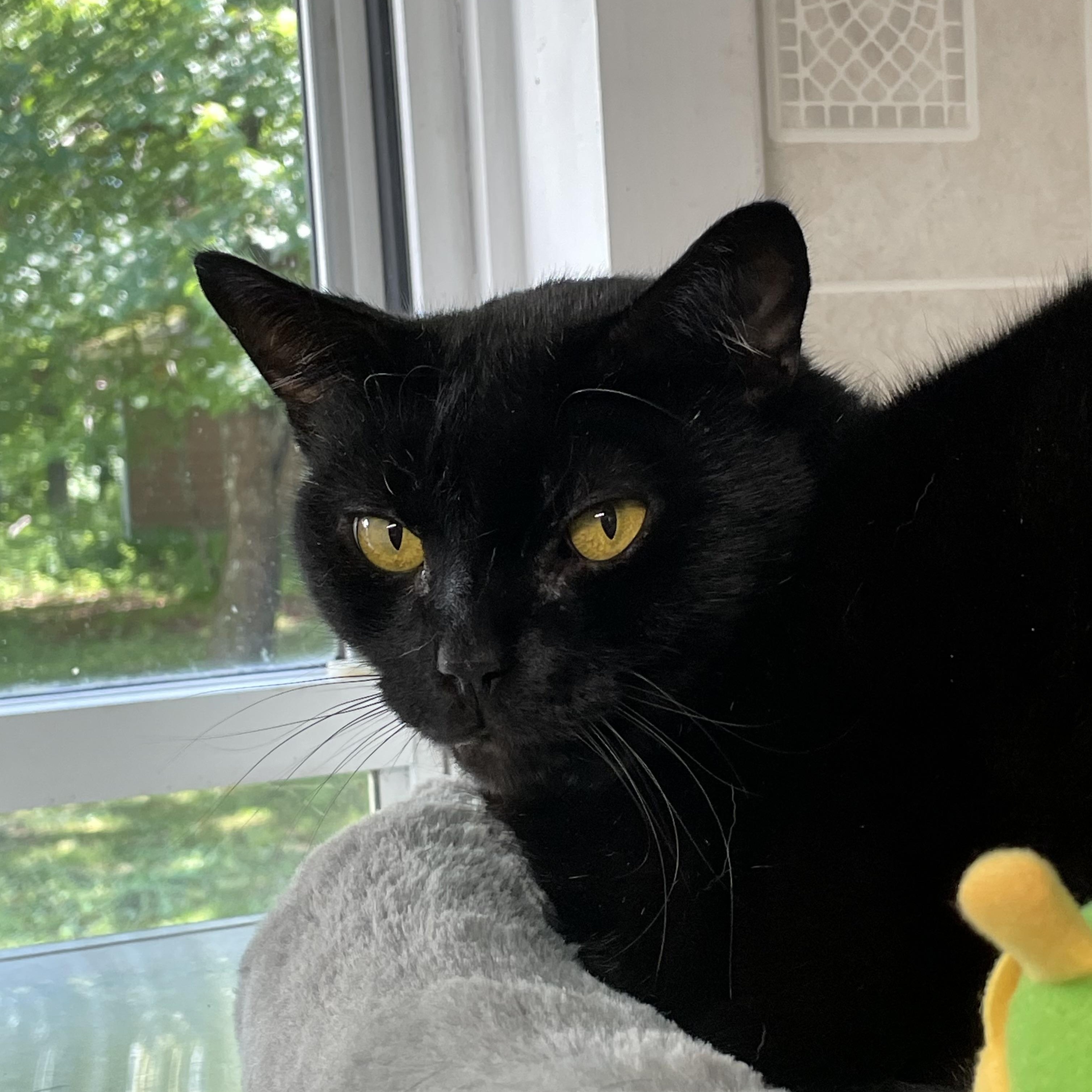 Percy, a ADOPTABLE American Shorthair in North Kingstown, RI image 2/5