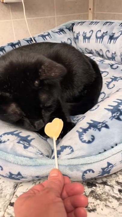 Enlarge Percy, a Adoptable American Shorthair in North Kingstown, RI video 2/6