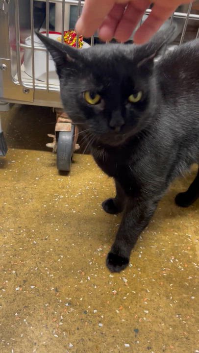 Enlarge Percy, a ADOPTABLE American Shorthair in North Kingstown, RI video 3/5