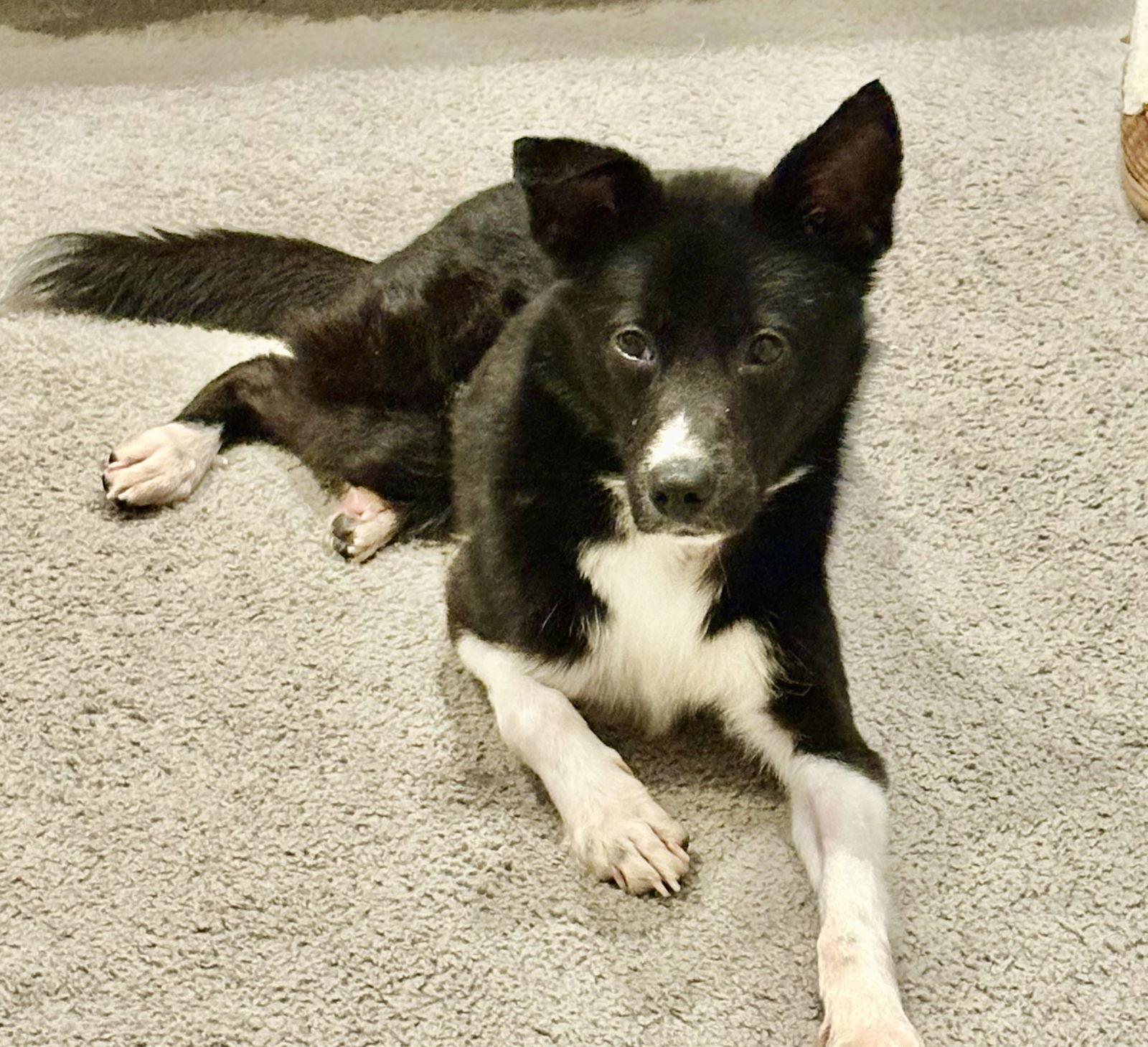 Peeta, Adoptable, Young Male Border Collie & Terrier.