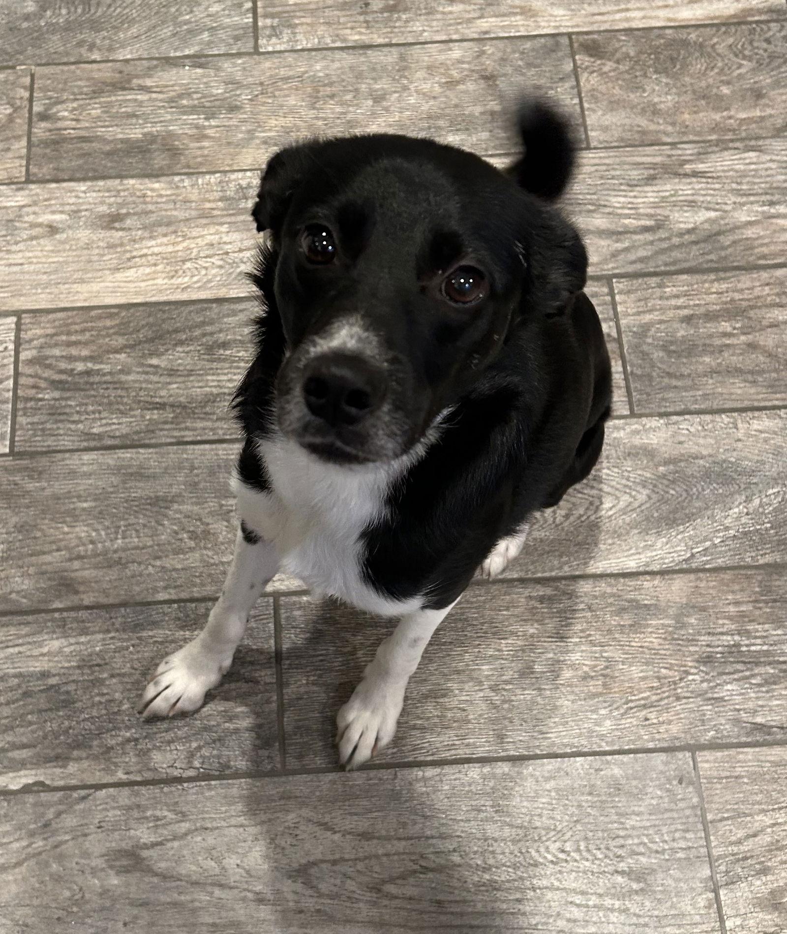 Peeta, Adoptable, Young Male Border Collie & Terrier.