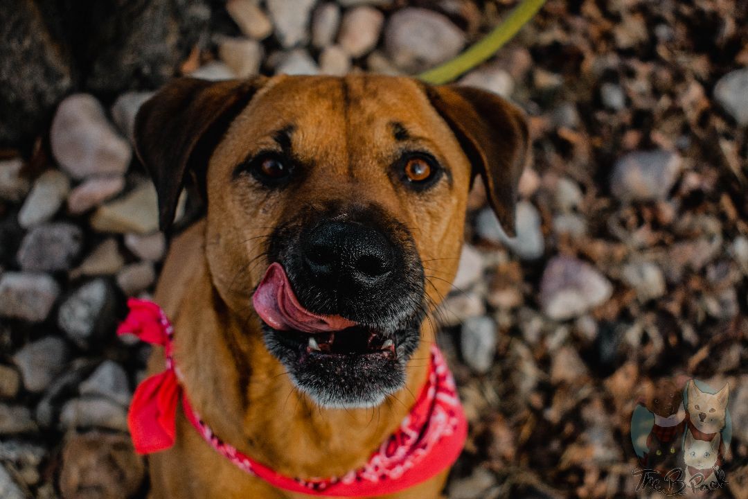 Ruby, Adopted, Adult Female Black Mouth Cur.
