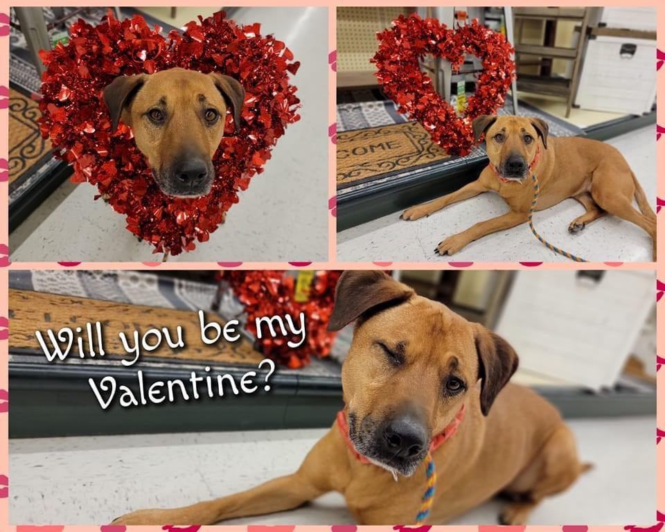 Ruby, a Adopted Black Mouth Cur in Orem, UT image 2/12