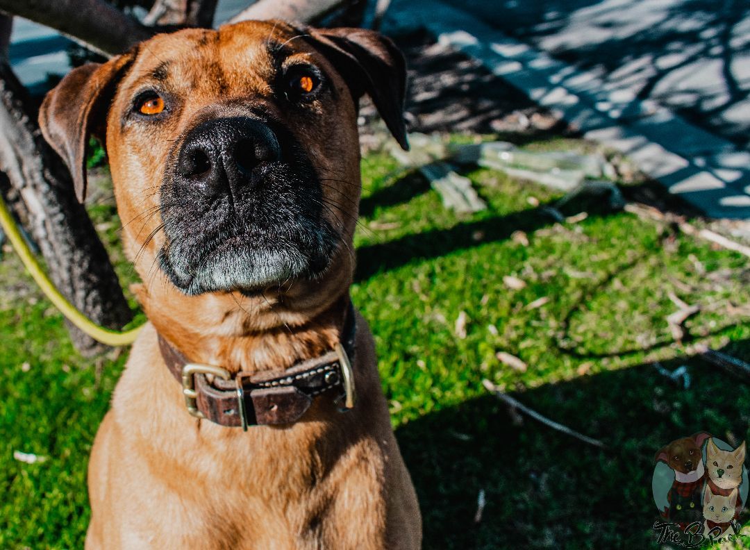Ruby, a Adopted Black Mouth Cur in Orem, UT image 3/12