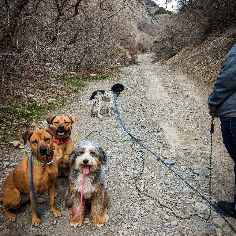 Ruby, a Adopted Black Mouth Cur in Orem, UT image 4/12