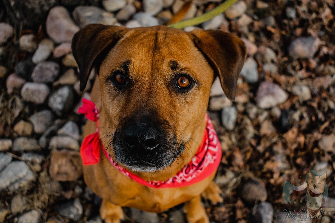 Ruby, a Adopted Black Mouth Cur in Orem, UT image 5/12