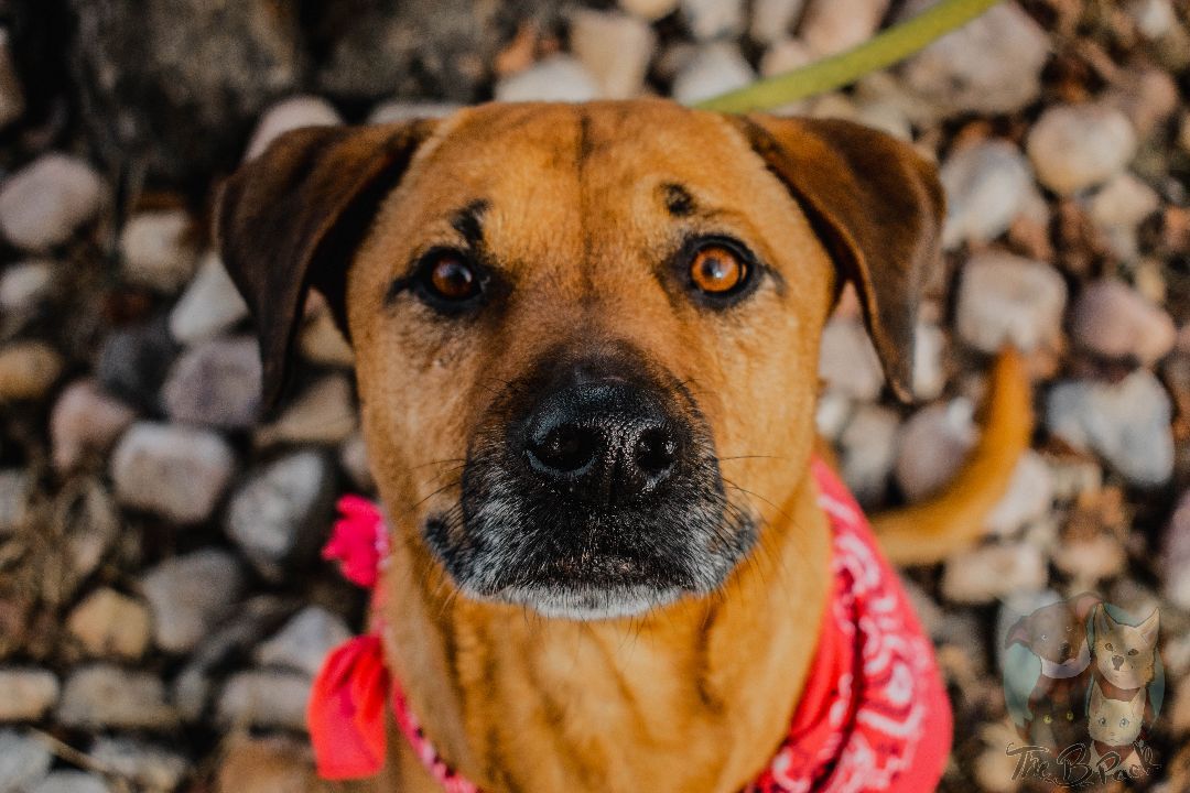 Ruby, a Adopted Black Mouth Cur in Orem, UT image 6/12