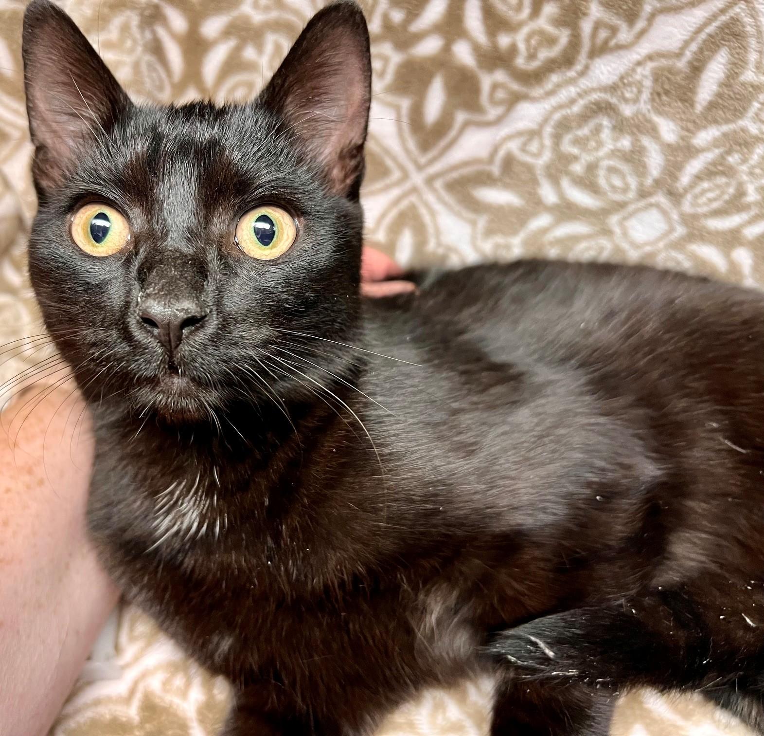 Briar, Adoptable, Young Male Domestic Short Hair.