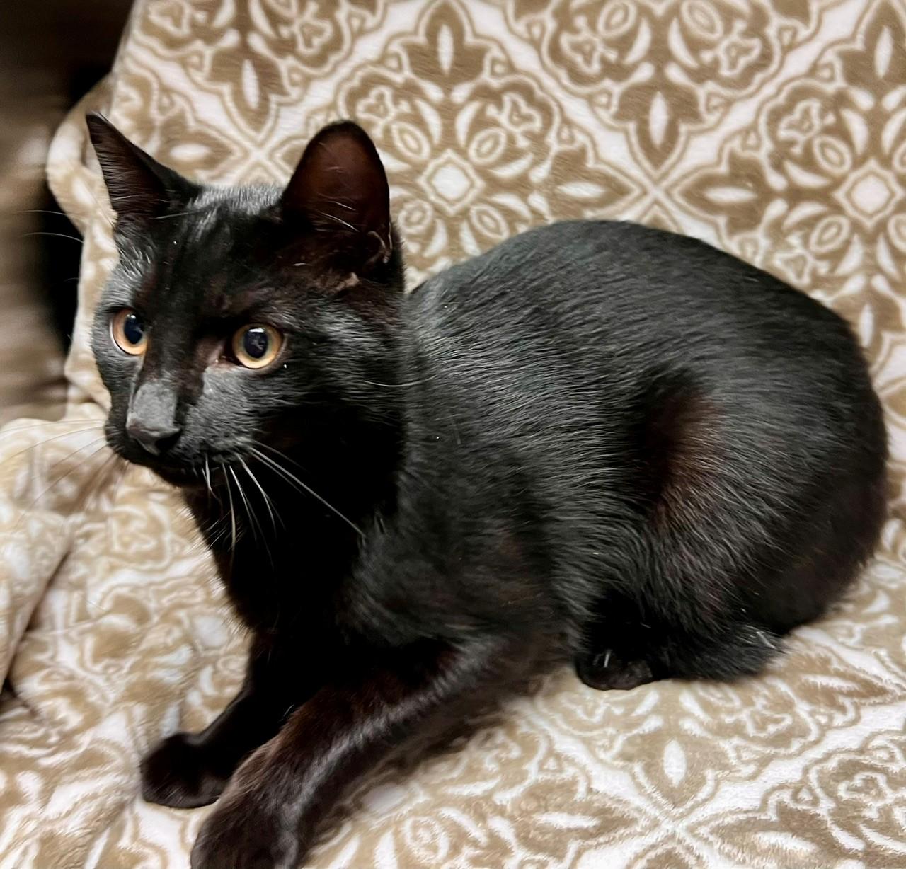 Enlarge Briar, a Adoptable Domestic Short Hair in Edinburg, VA image 2/2