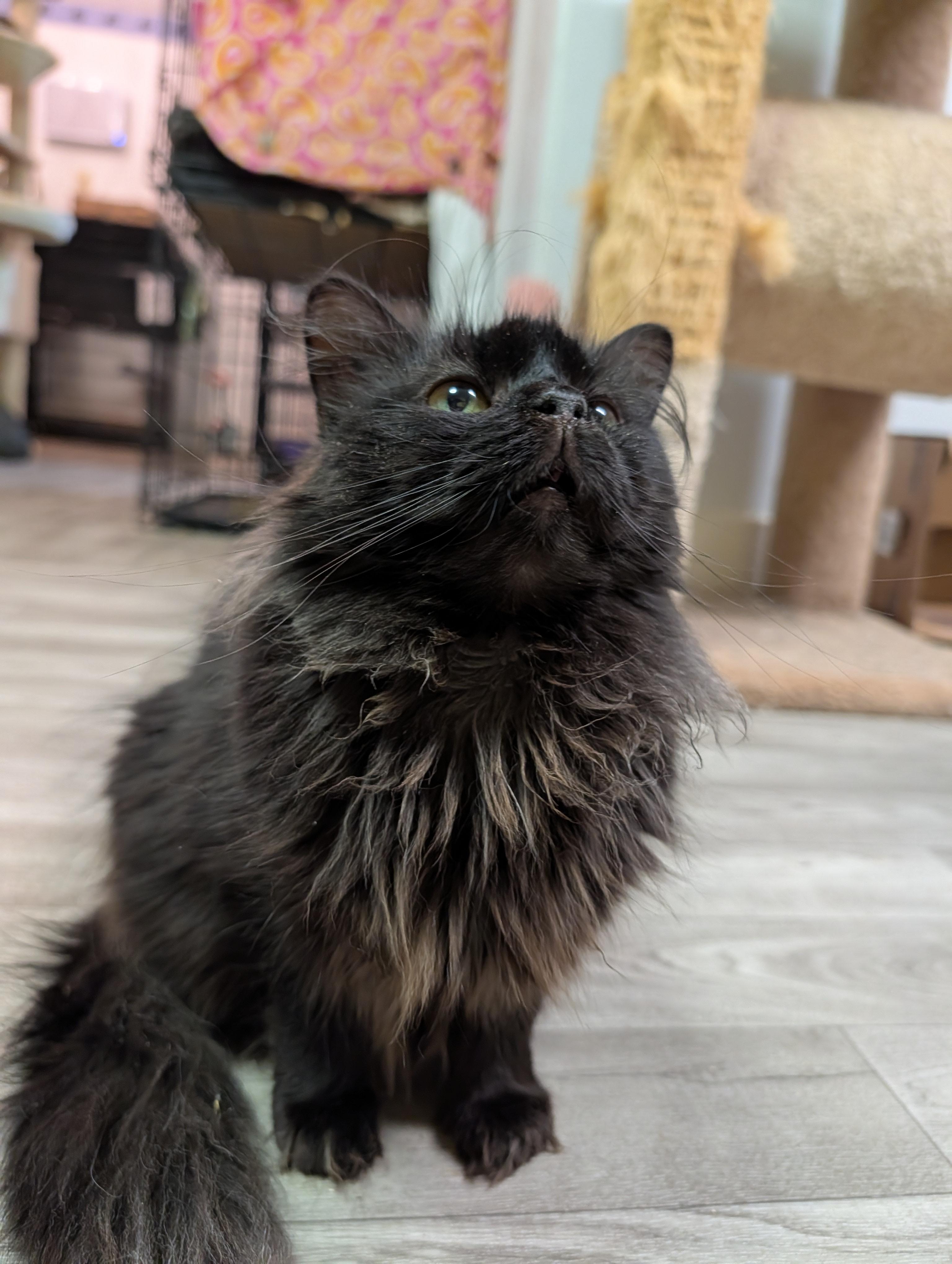 Loki, ADOPTABLE, Adult Female Domestic Long Hair.