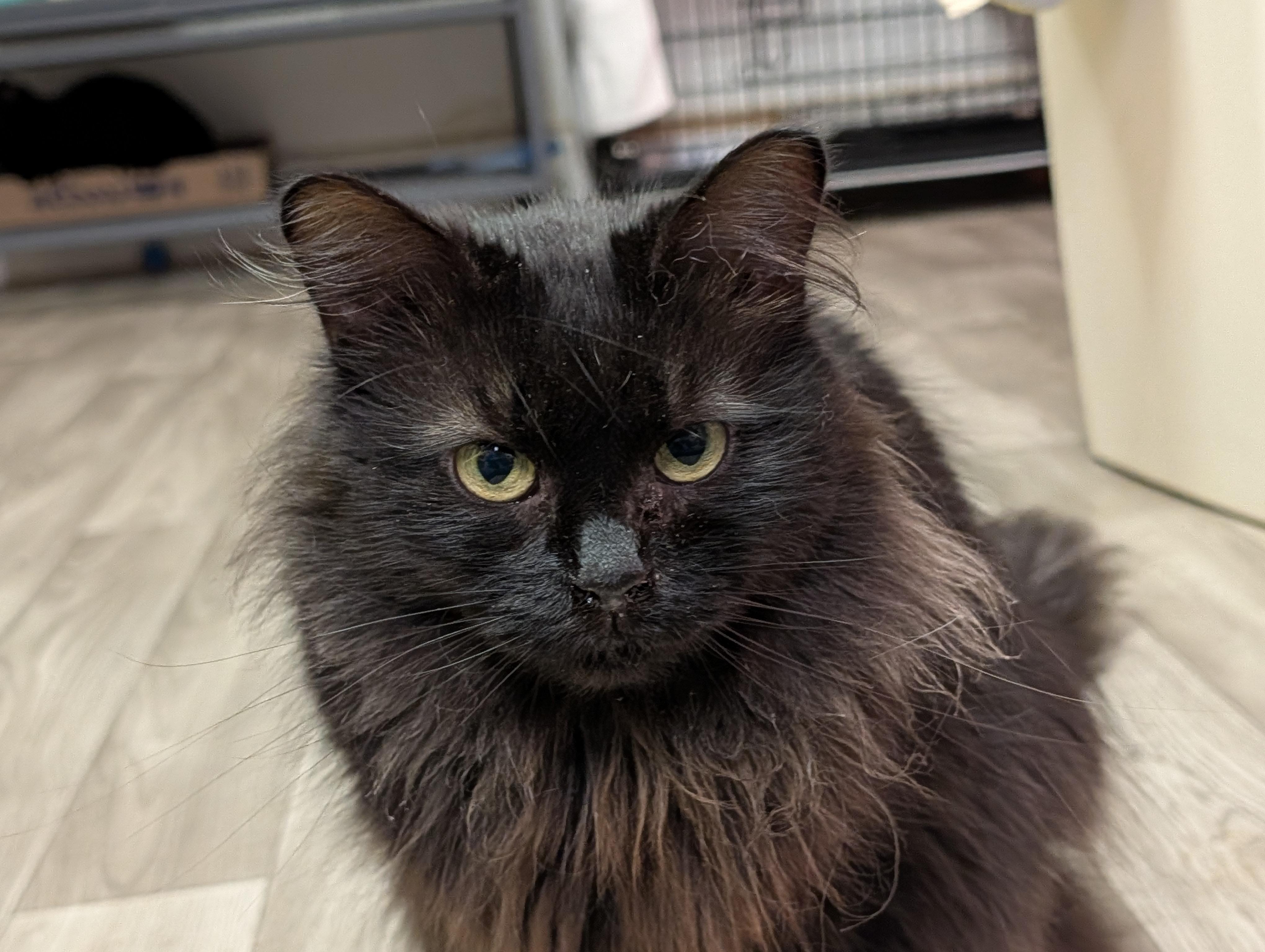 Loki, a ADOPTABLE Domestic Long Hair in Rocky Ridge, MD image 4/4