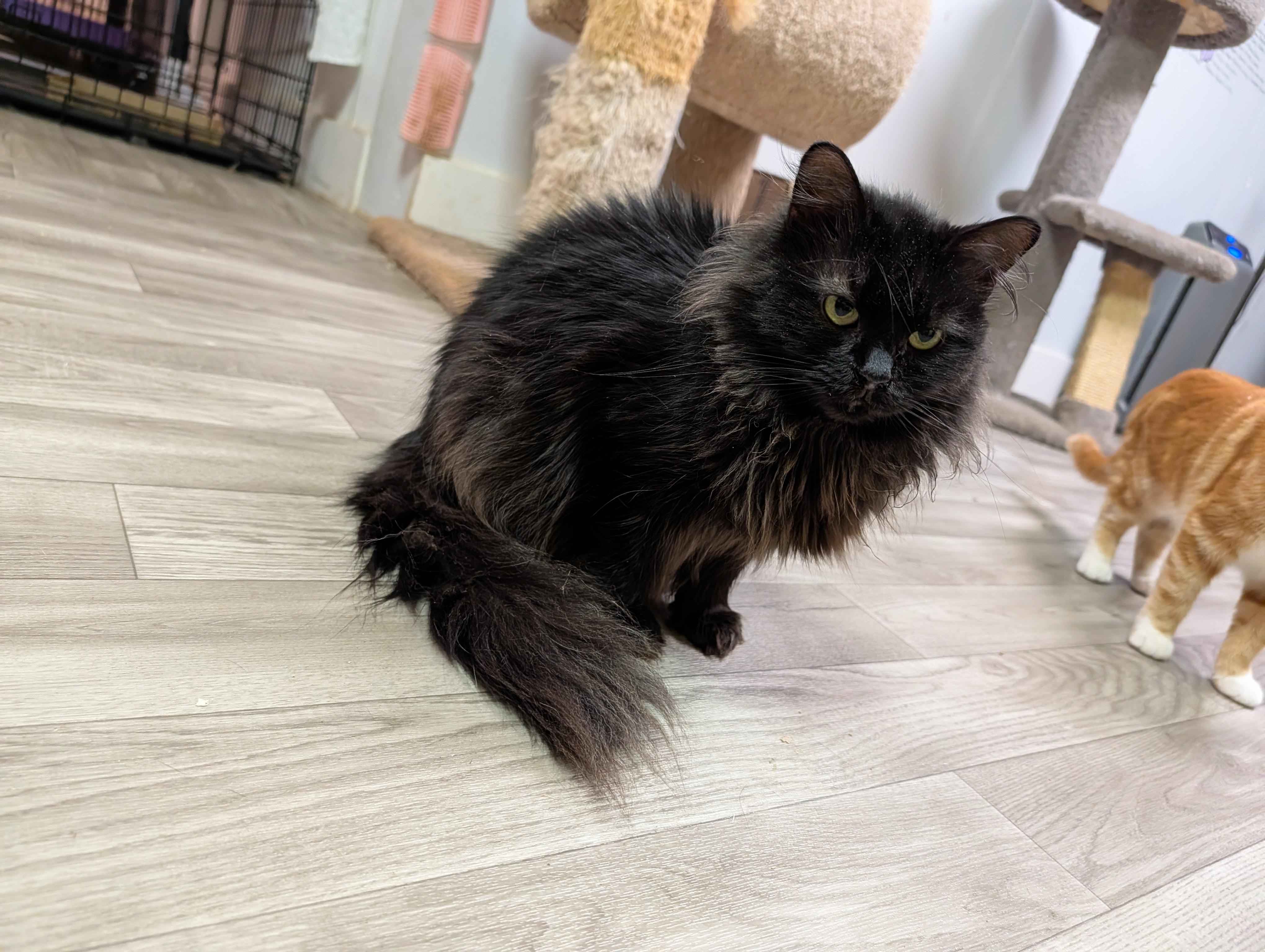 Loki, a ADOPTABLE Domestic Long Hair in Rocky Ridge, MD image 3/4