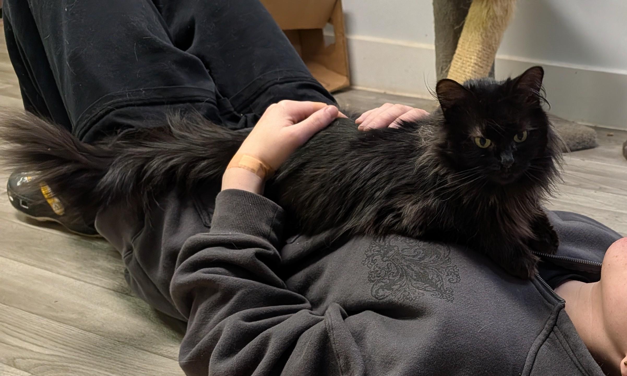 Loki, a ADOPTABLE Domestic Long Hair in Rocky Ridge, MD image 2/4