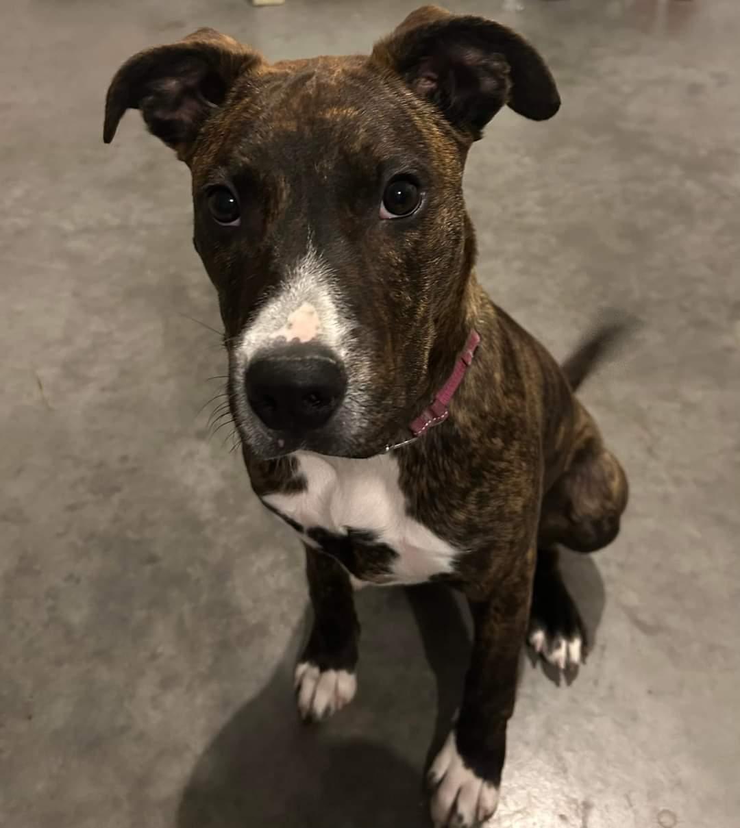 Paddy, a Adoptable mixed breed in Lively, ON image 2/5