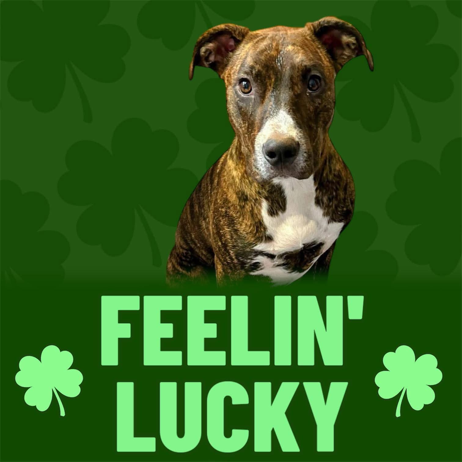 Paddy, Adoptable, Young Female Bullmastiff.